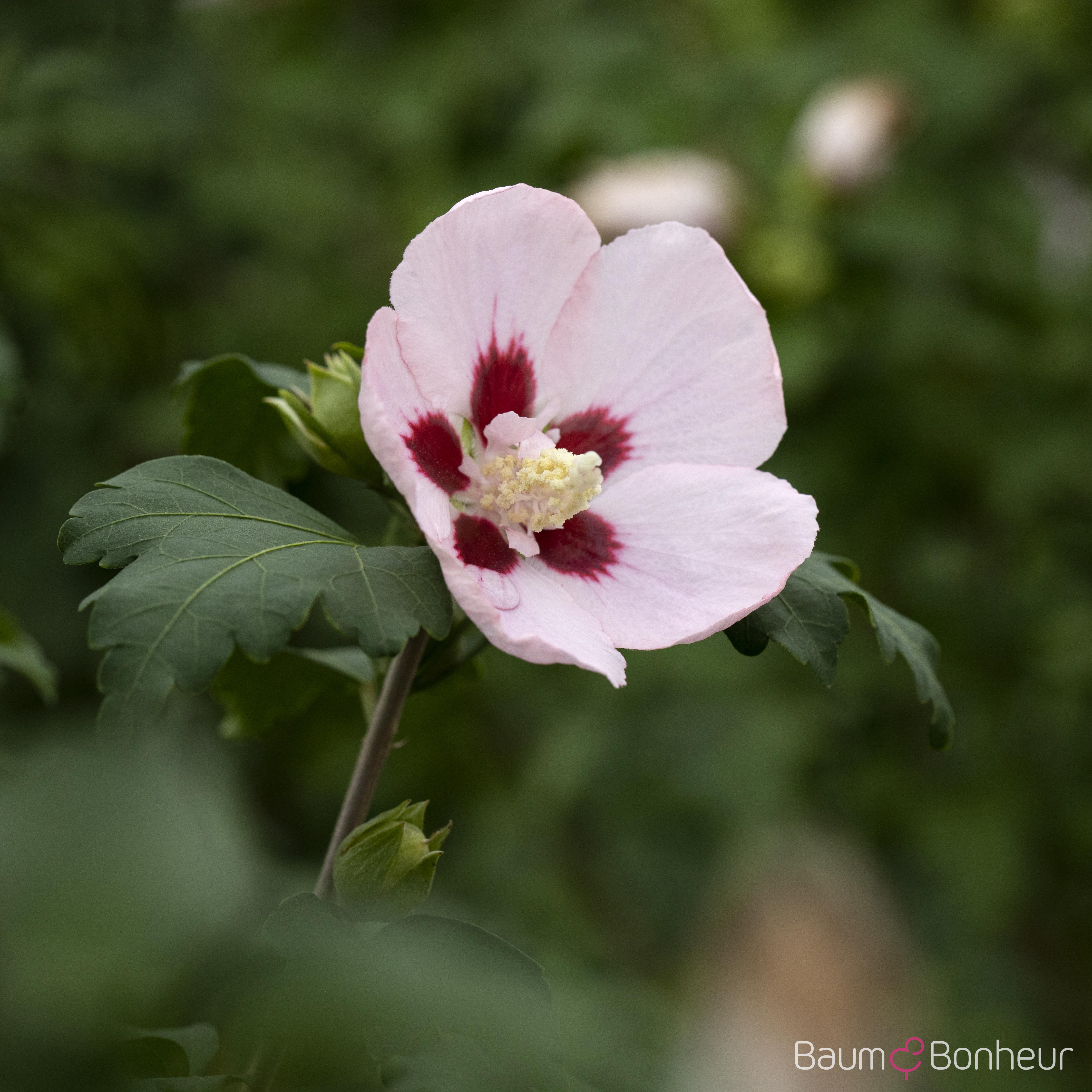 Hibiscus syriacus 'Hamabo'