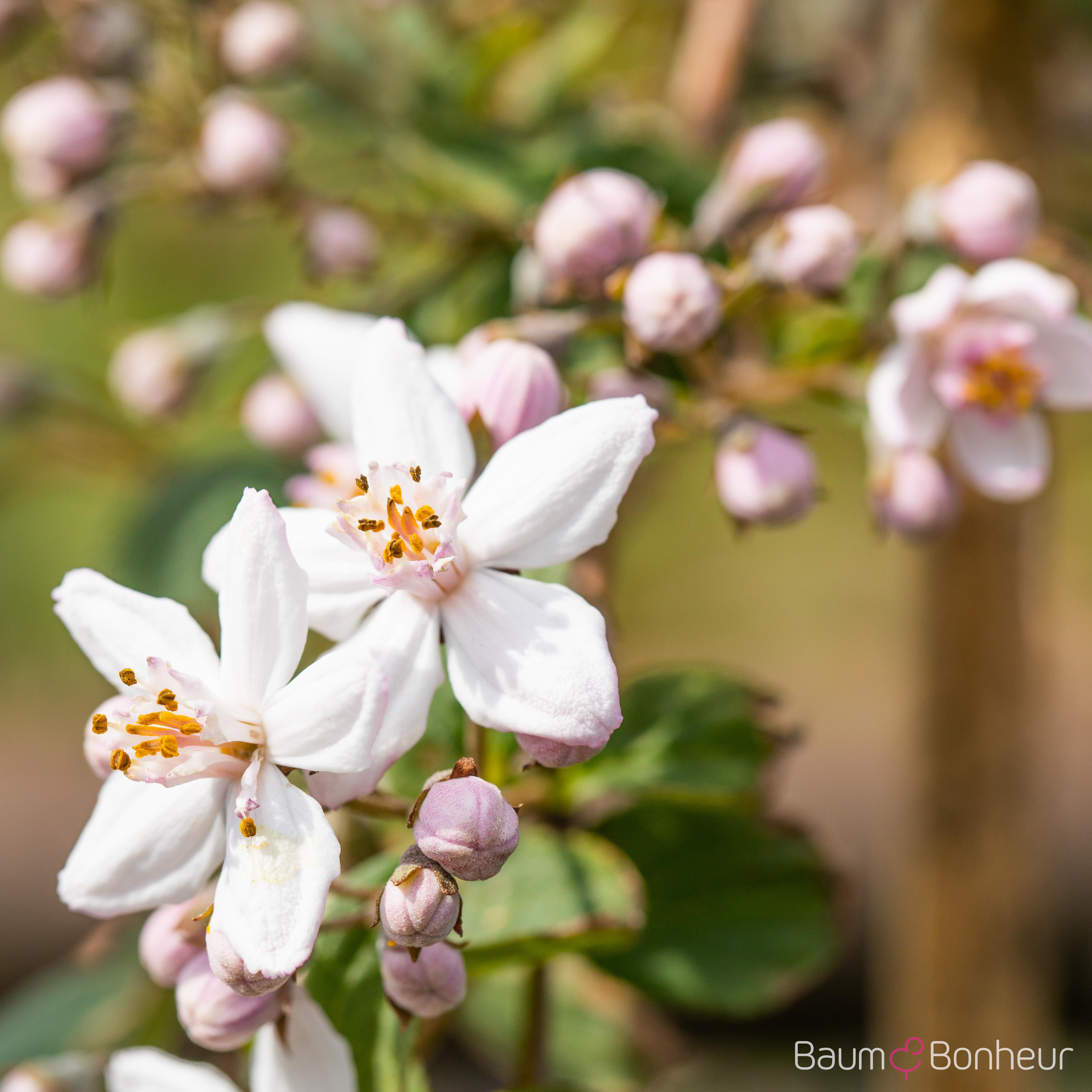 Deutzia hybrida 'Mont Rose'