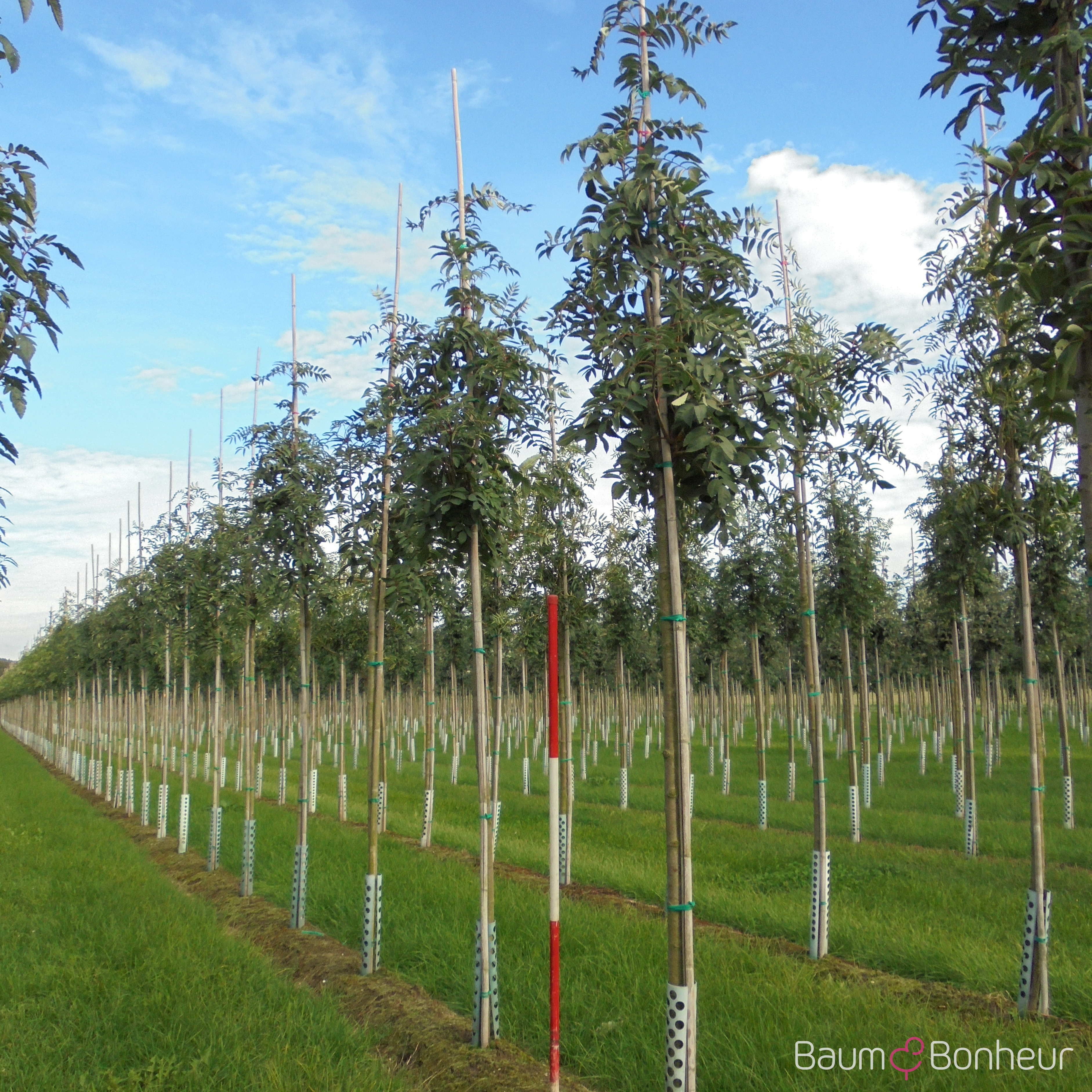 Sorbus decora