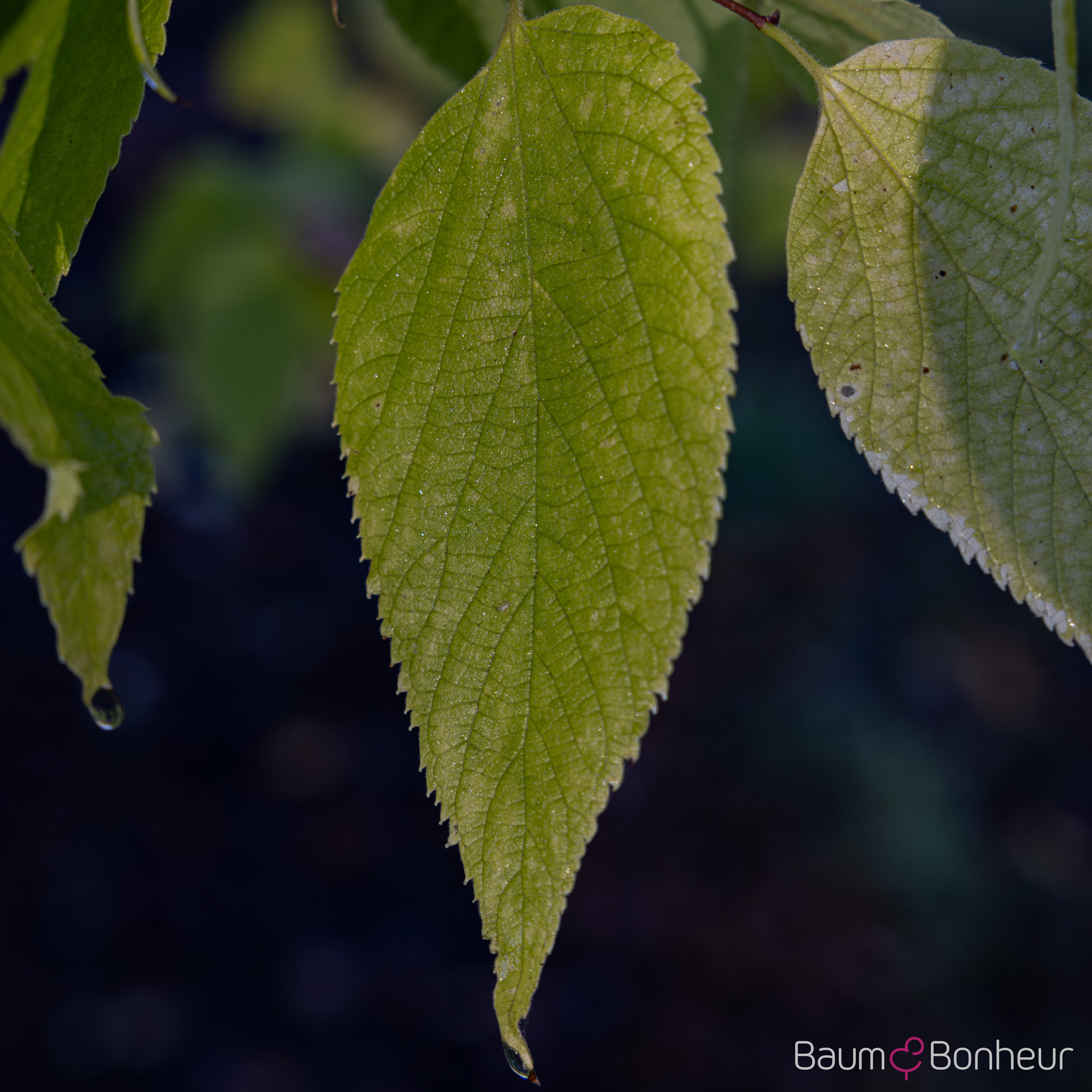 Celtis occidentalis