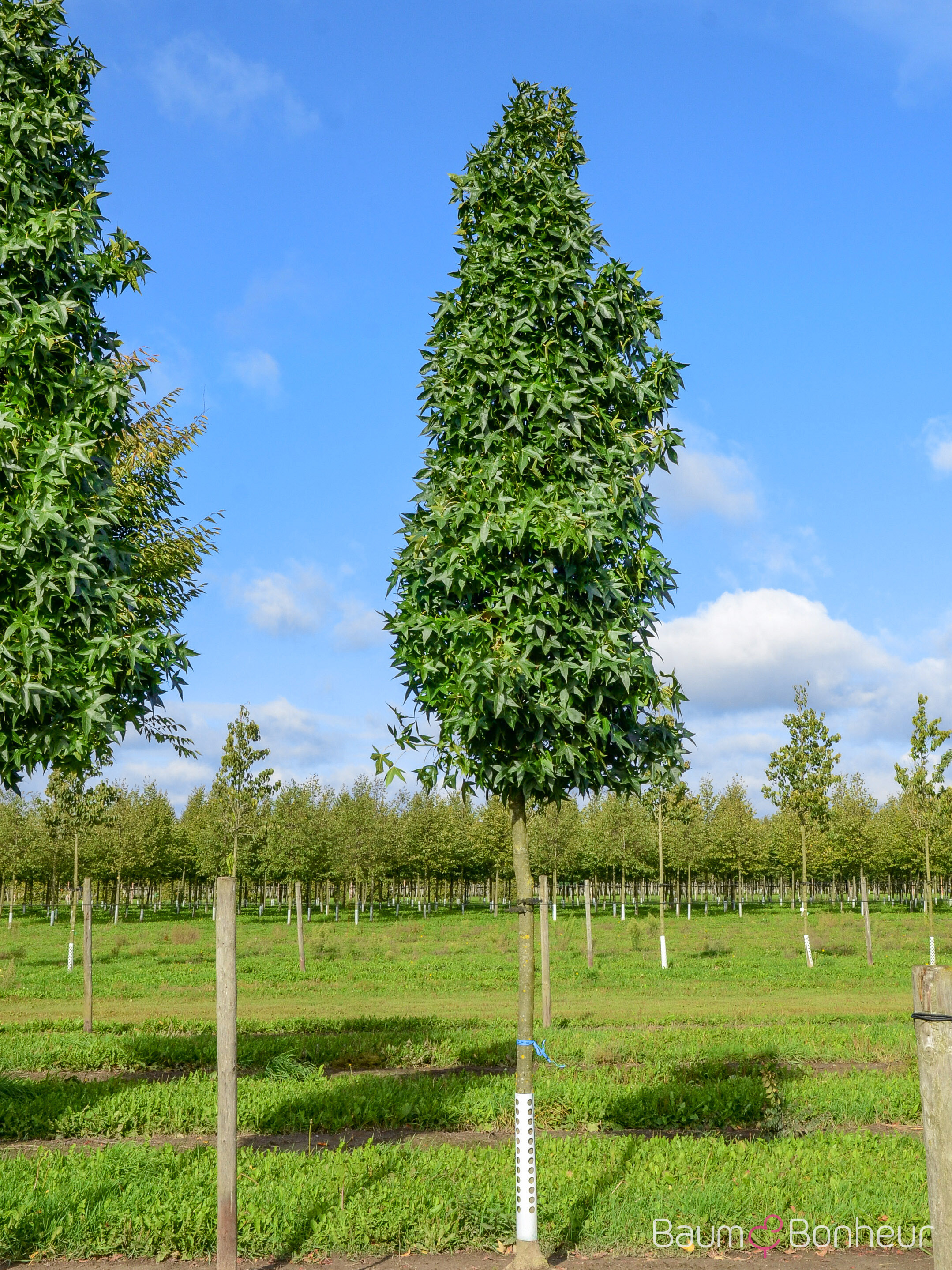 Liquidambar styraciflua 'Slender Silhouette'
