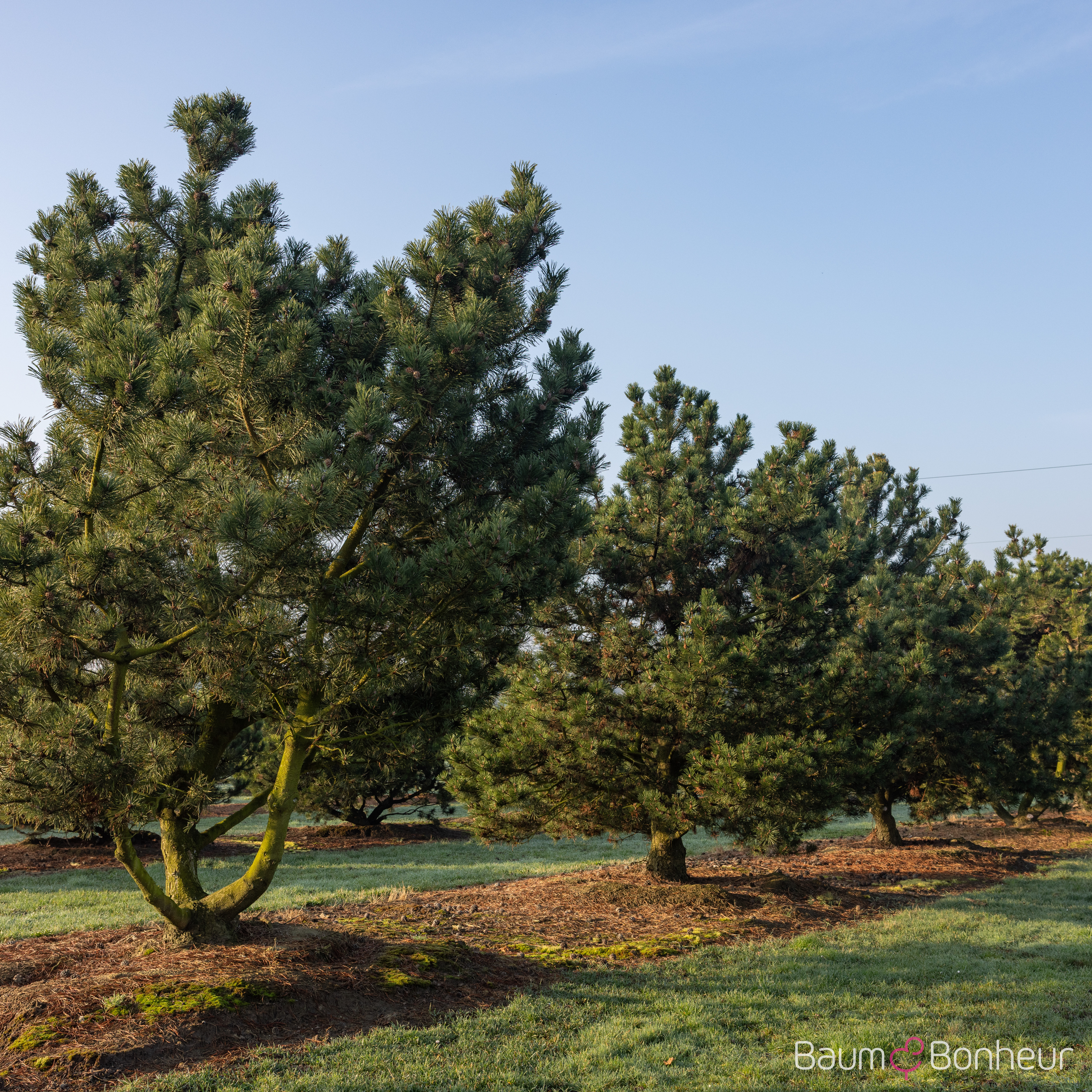 Pinus uncinata