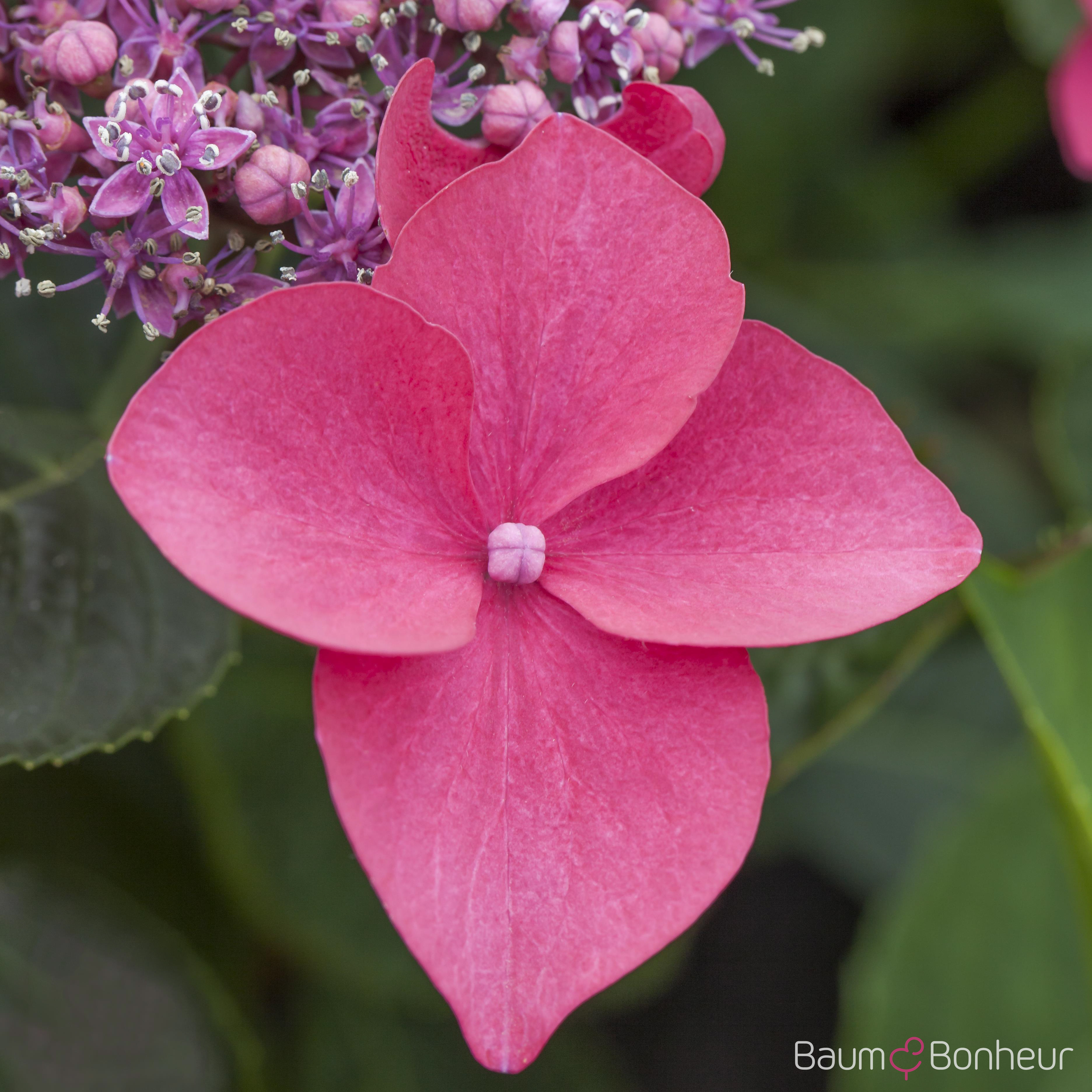 Hydrangea macrophylla 'Kardinal'