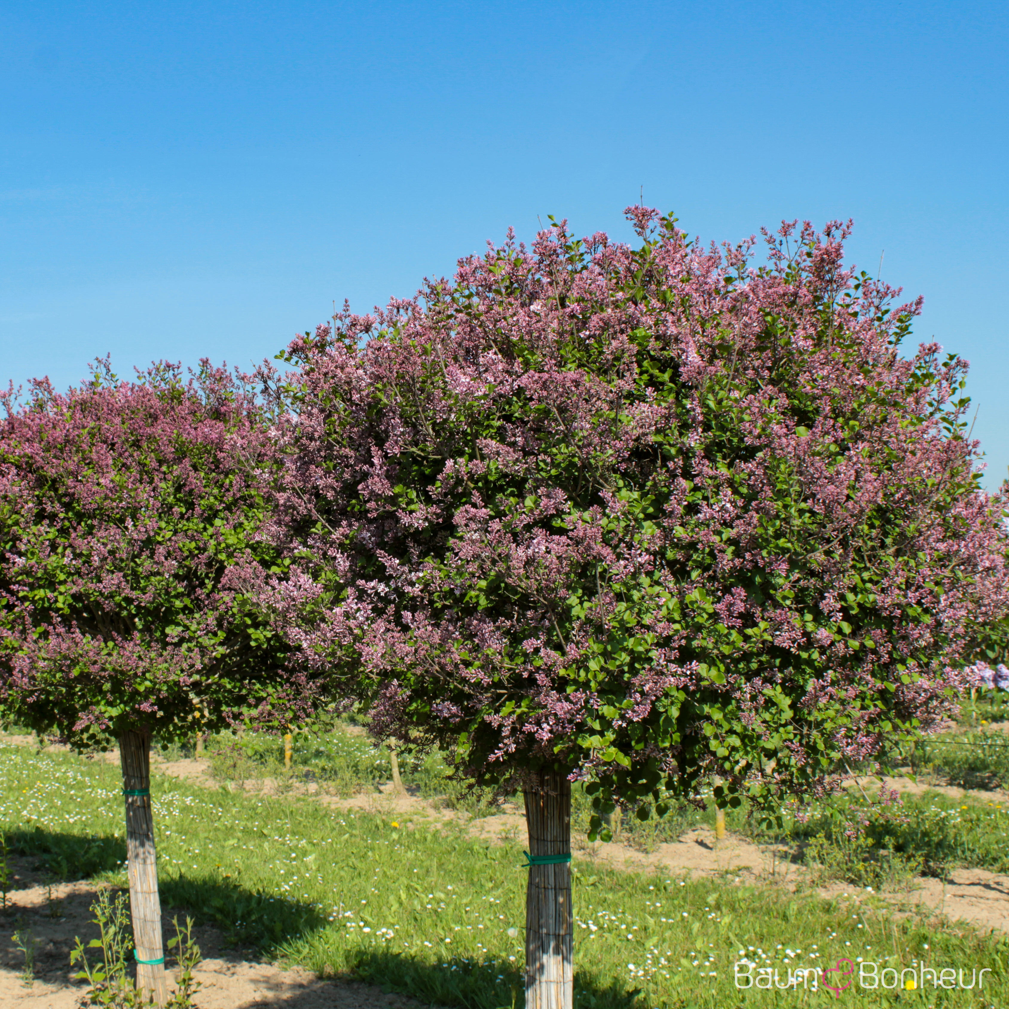 Syringa meyeri 'Palibin'