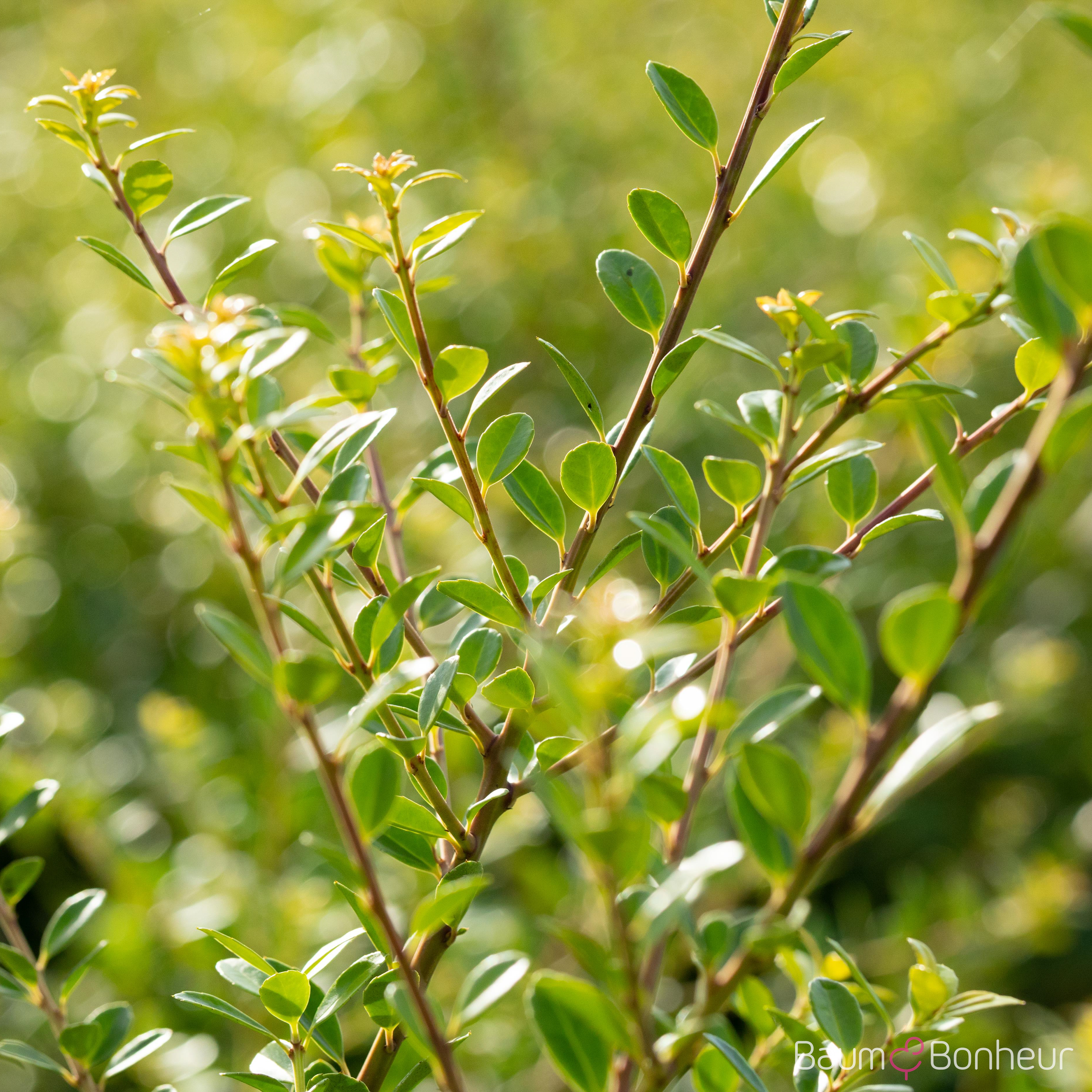 Ilex crenata 'Stokes'