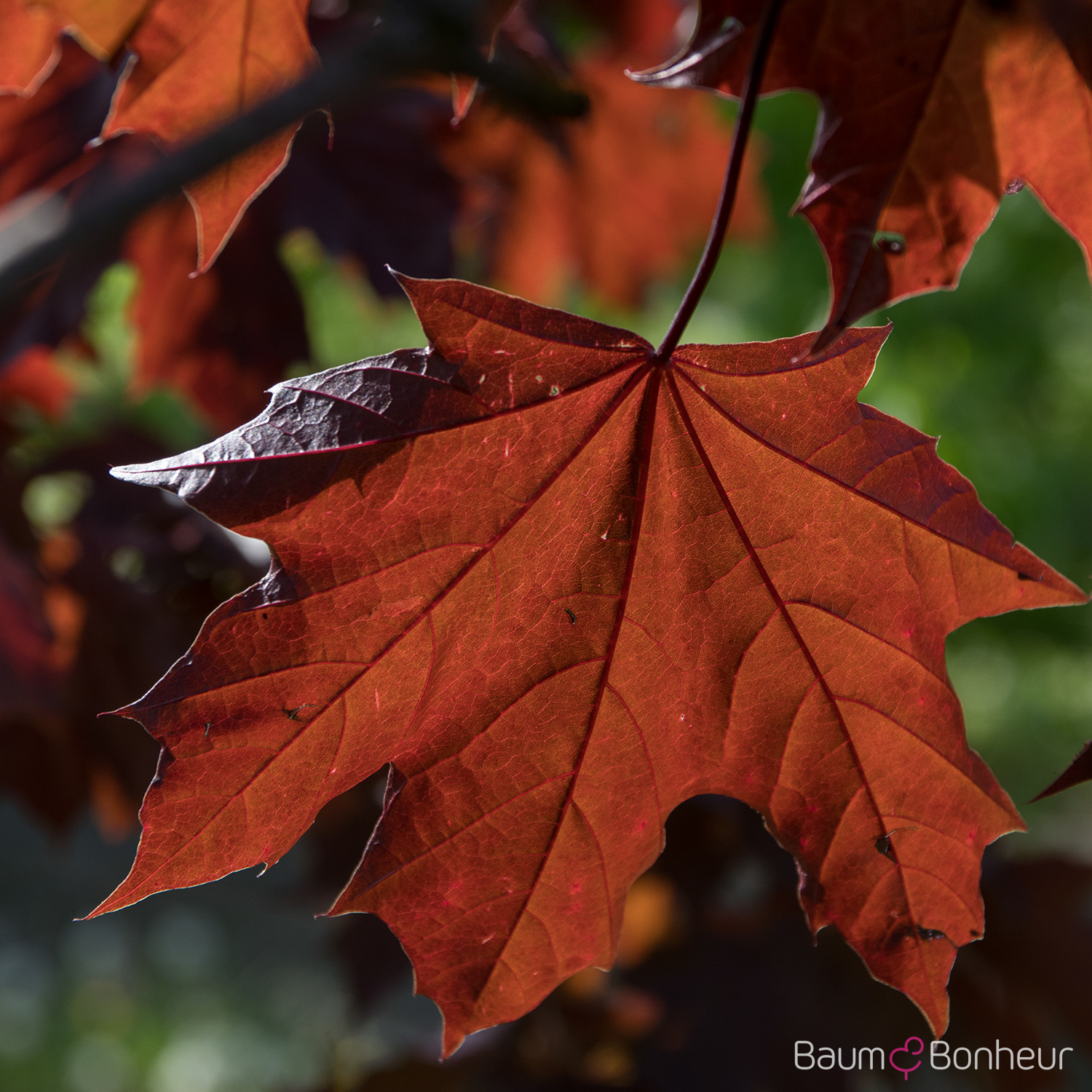 Acer platanoides 'Crimson King'