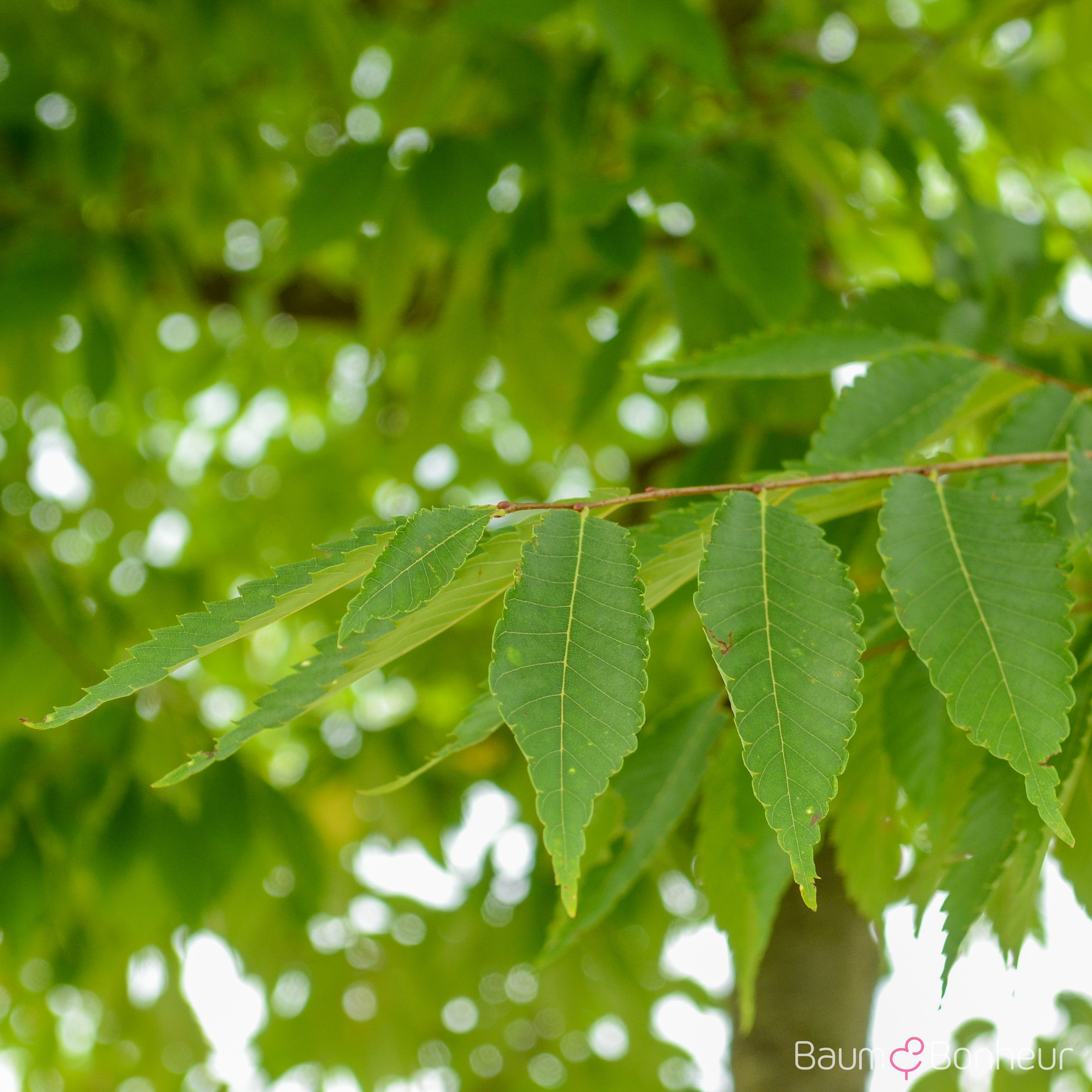 Zelkova serrata 'Green Vase'