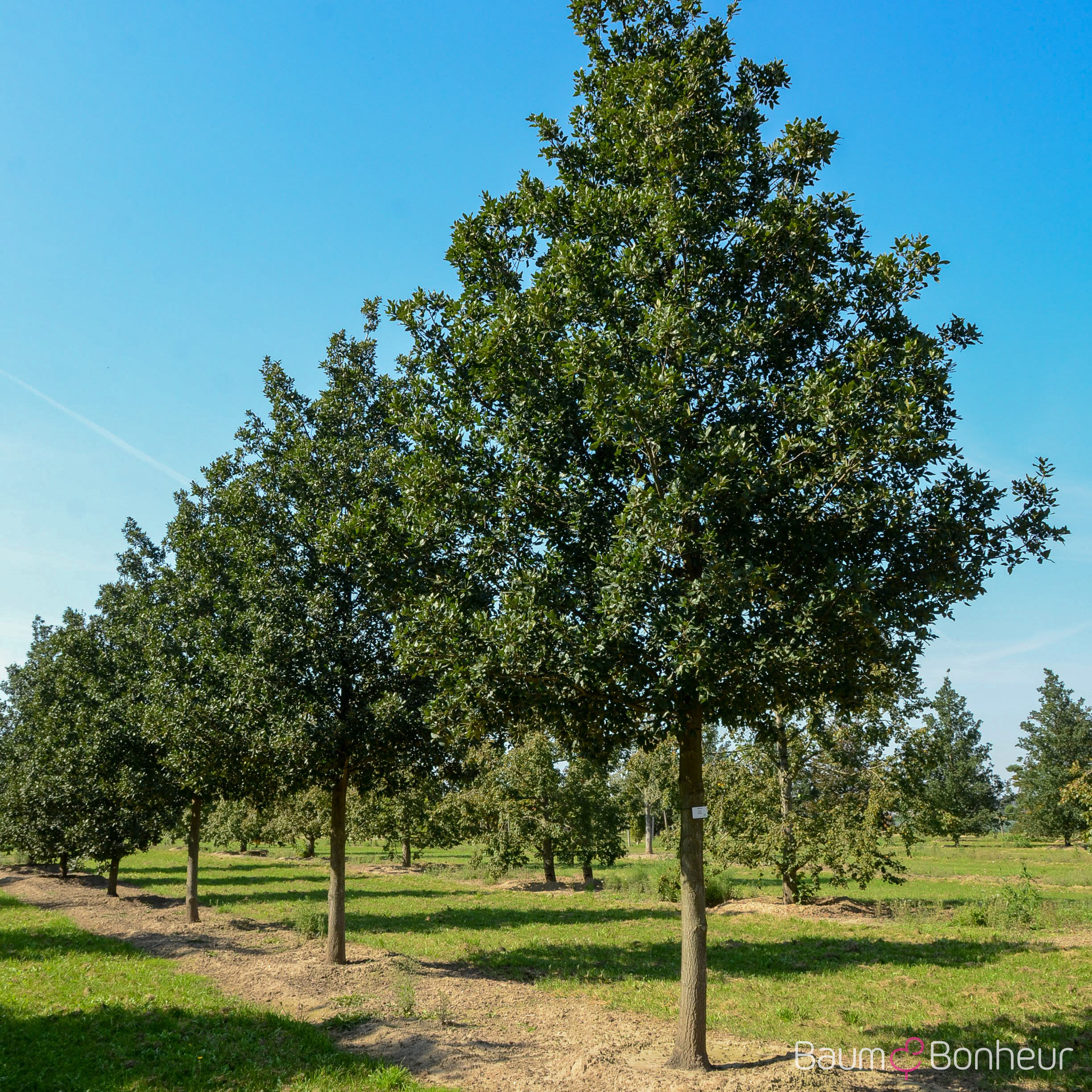 Quercus hispanica 'Wageningen'