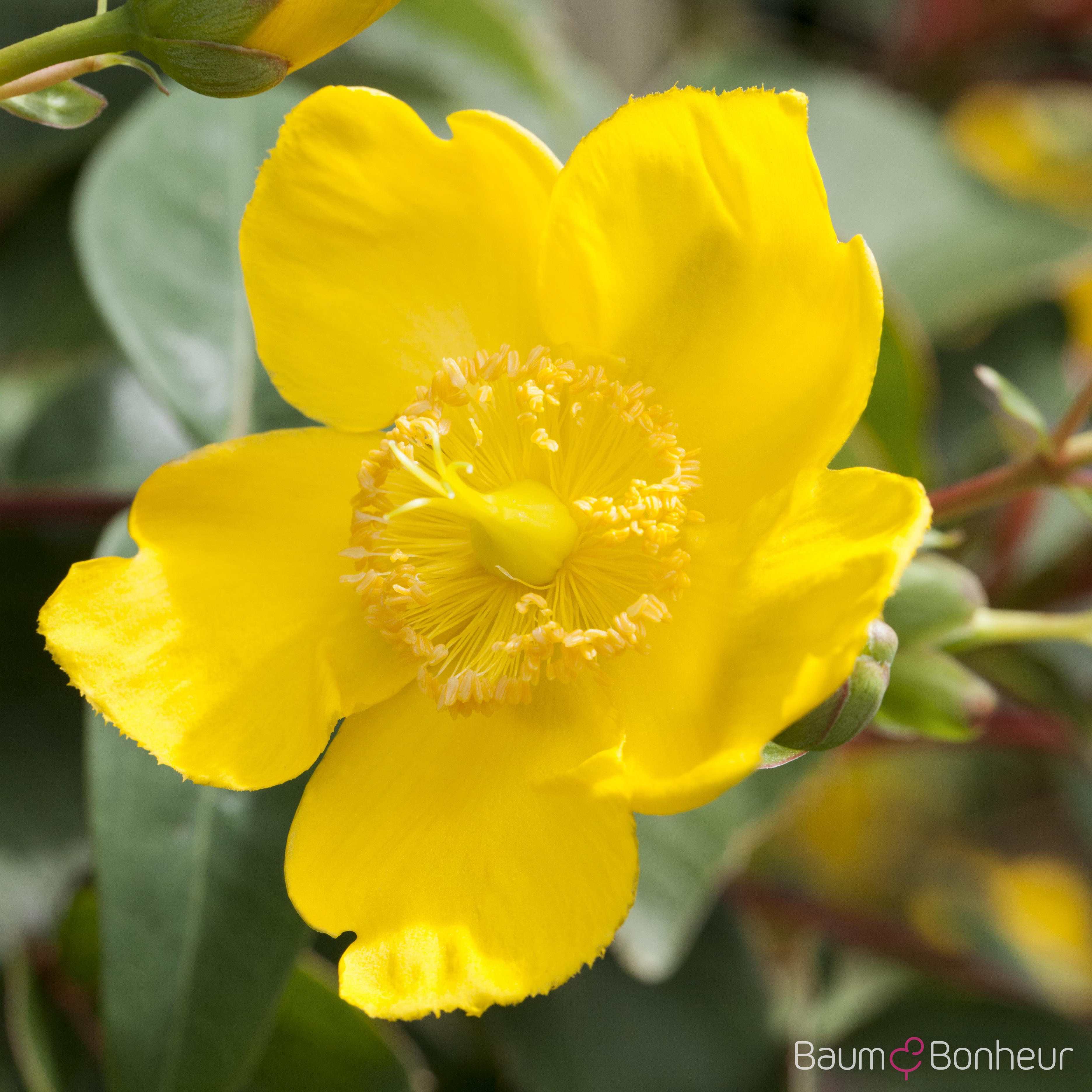 Hypericum 'Hidcote'