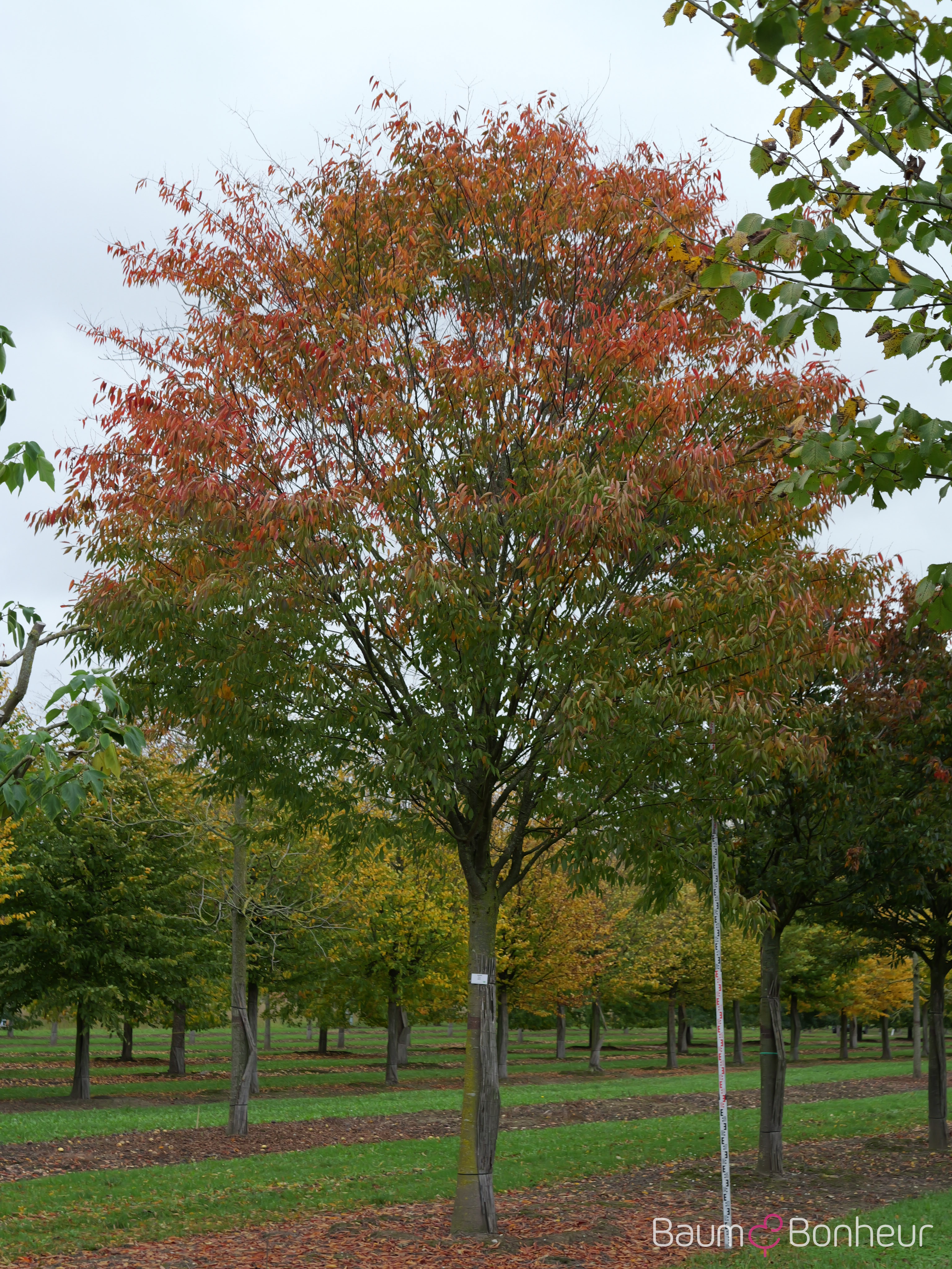 Zelkova serrata
