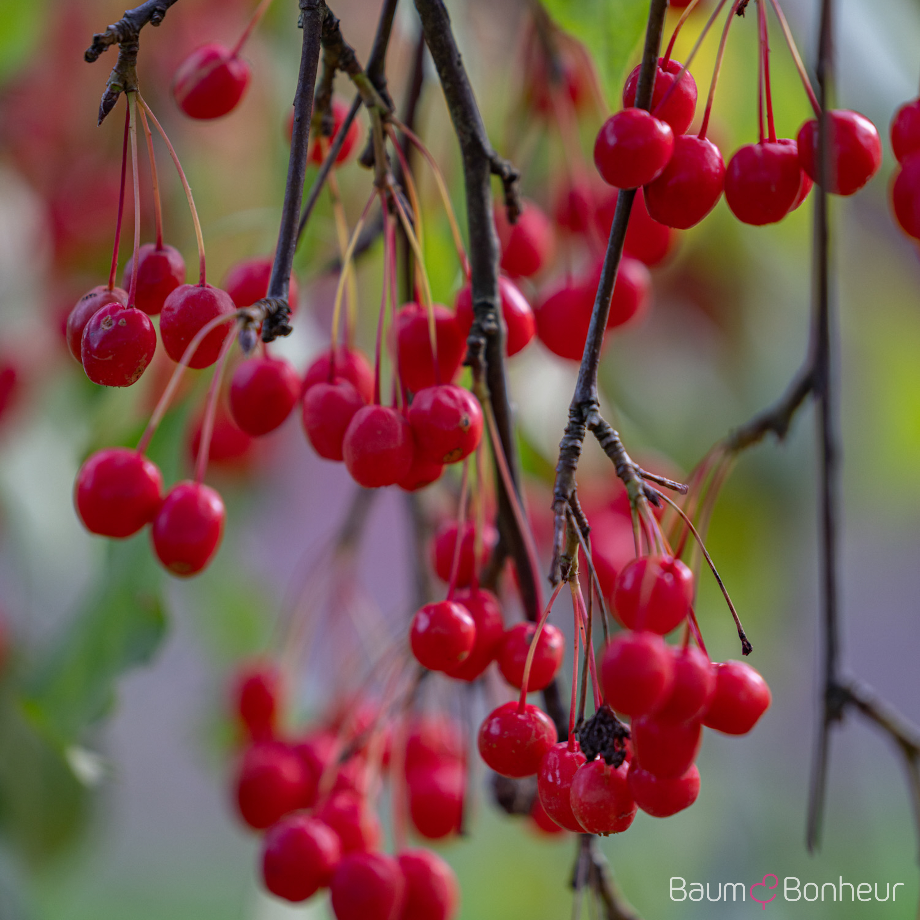 Malus 'Red Jade'