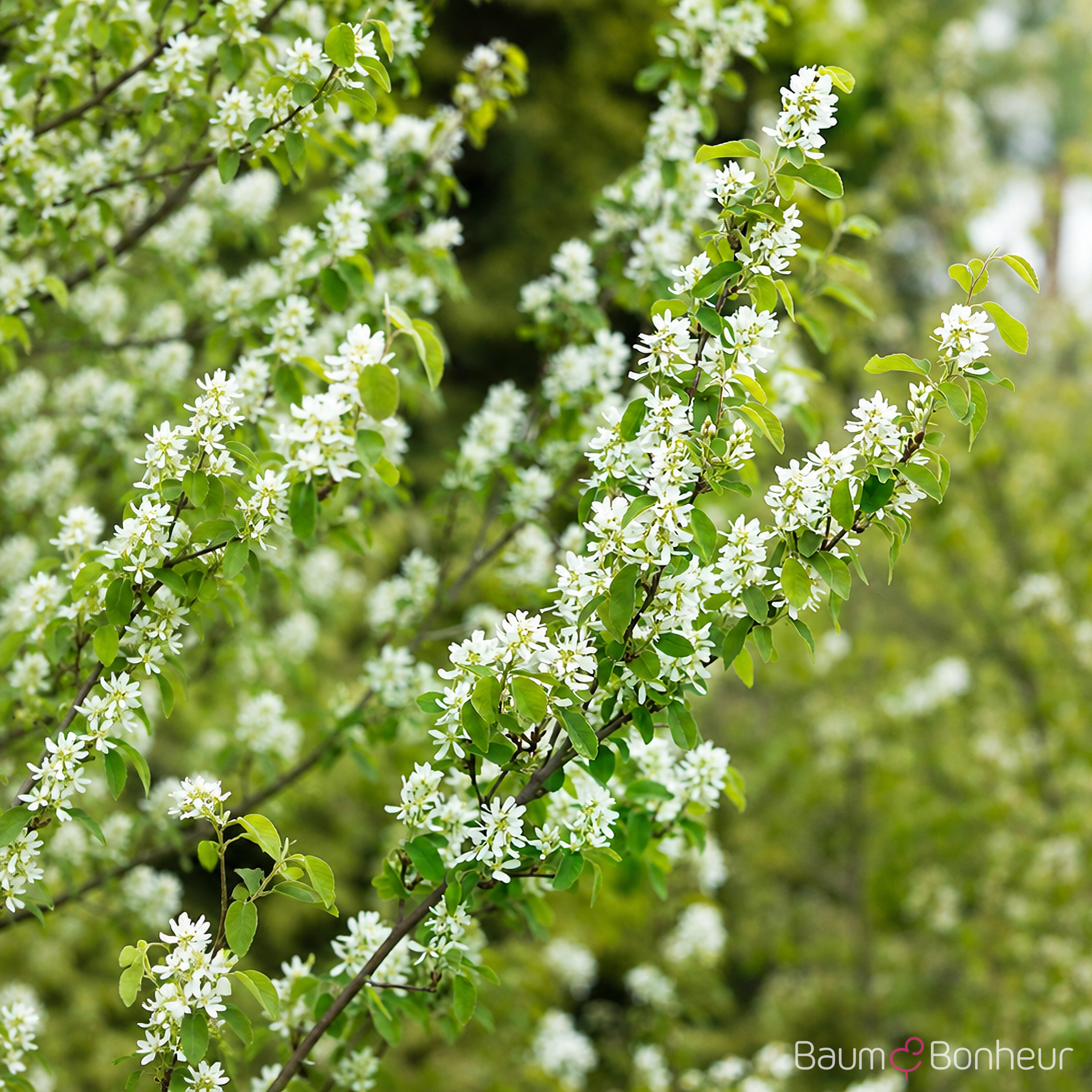 Amelanchier rotundifolia