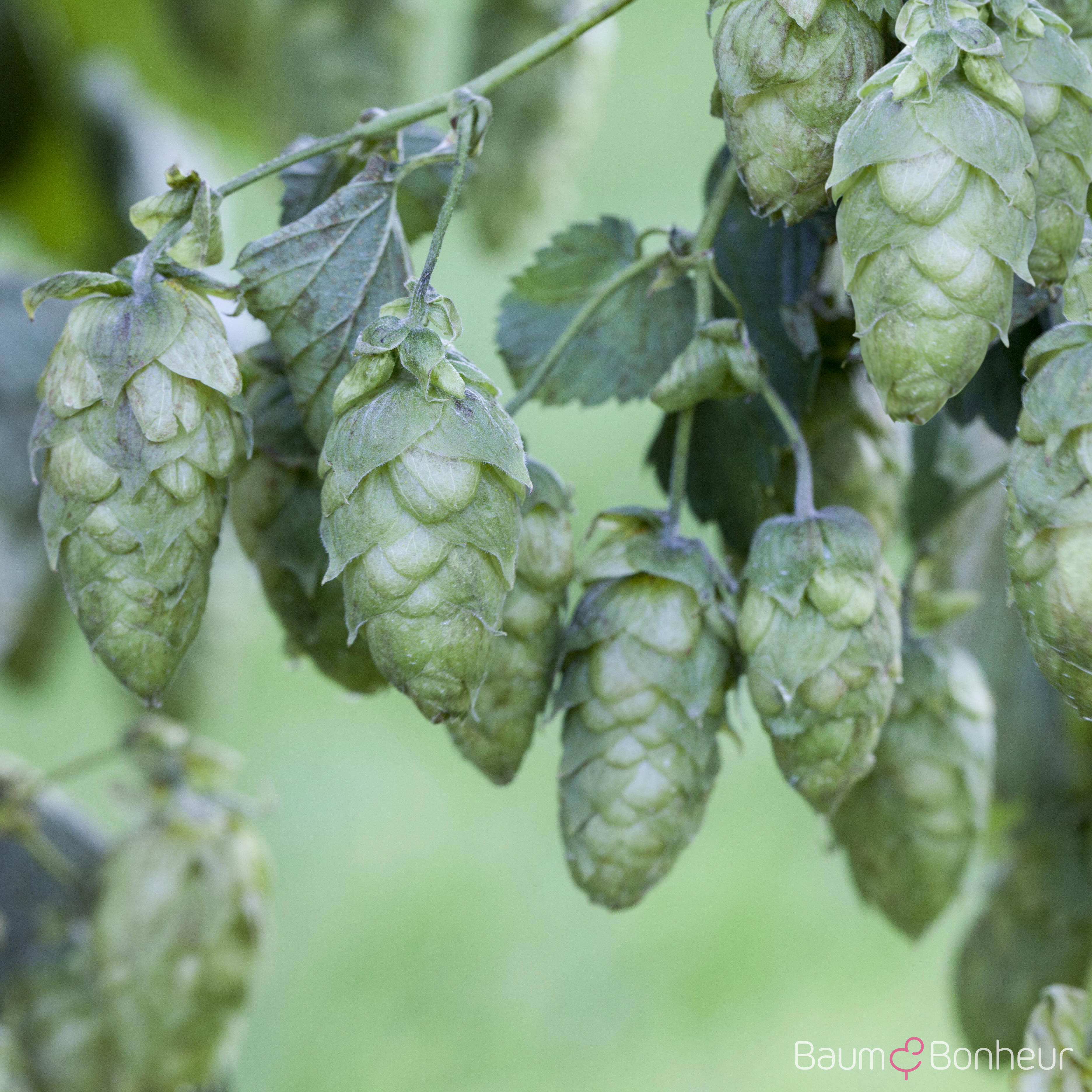 Humulus lupulus