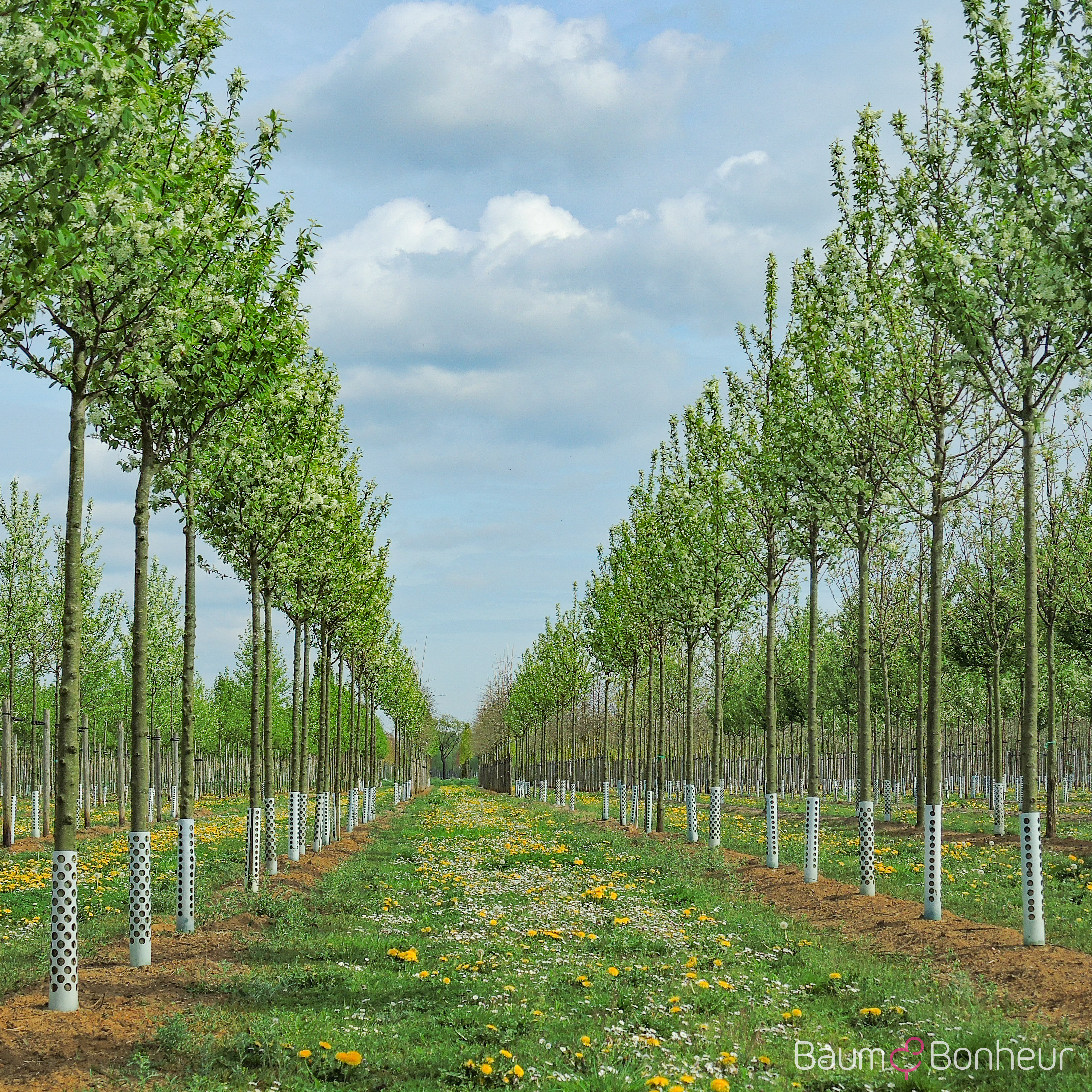 Prunus padus 'Albertii'