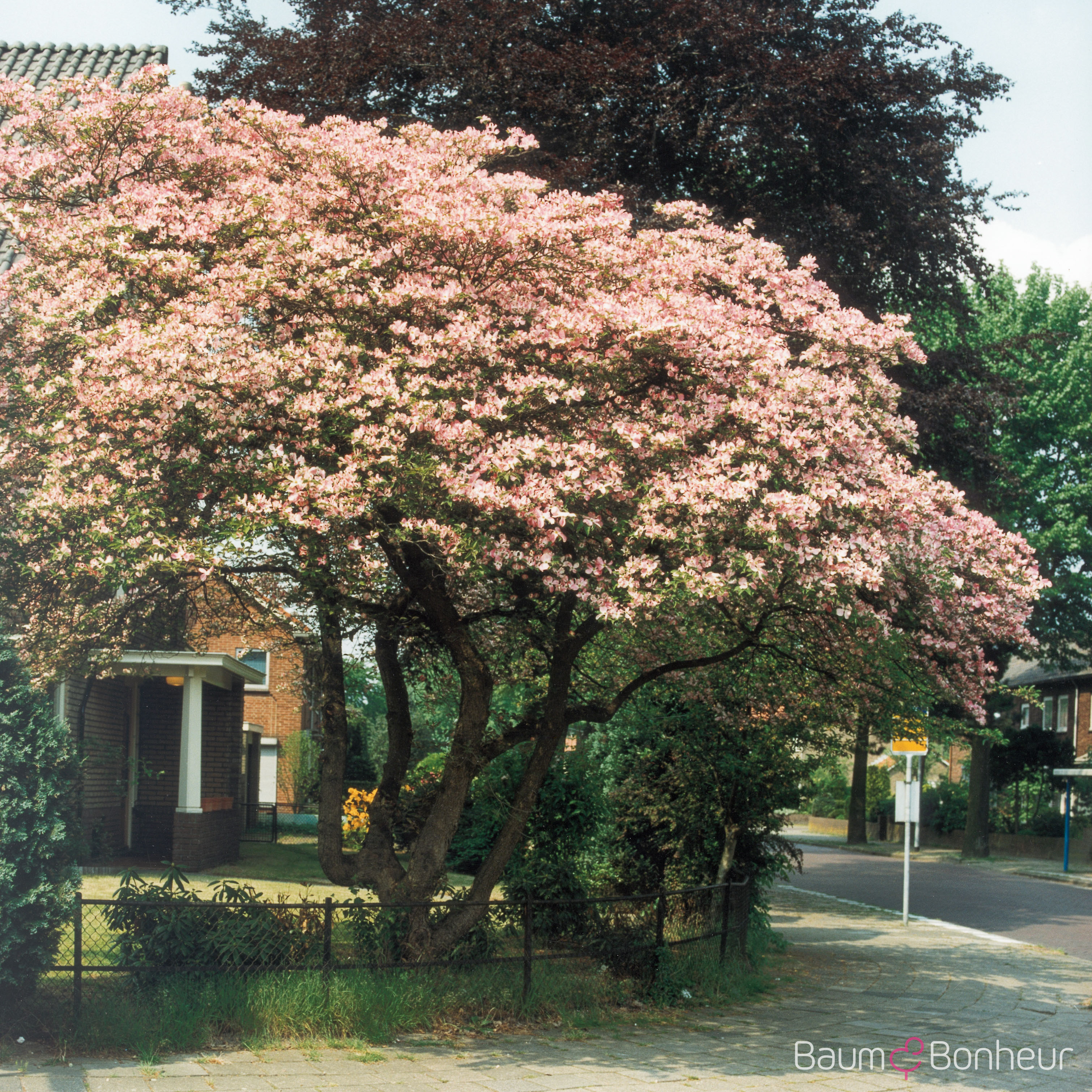 Cornus florida 'Rubra'