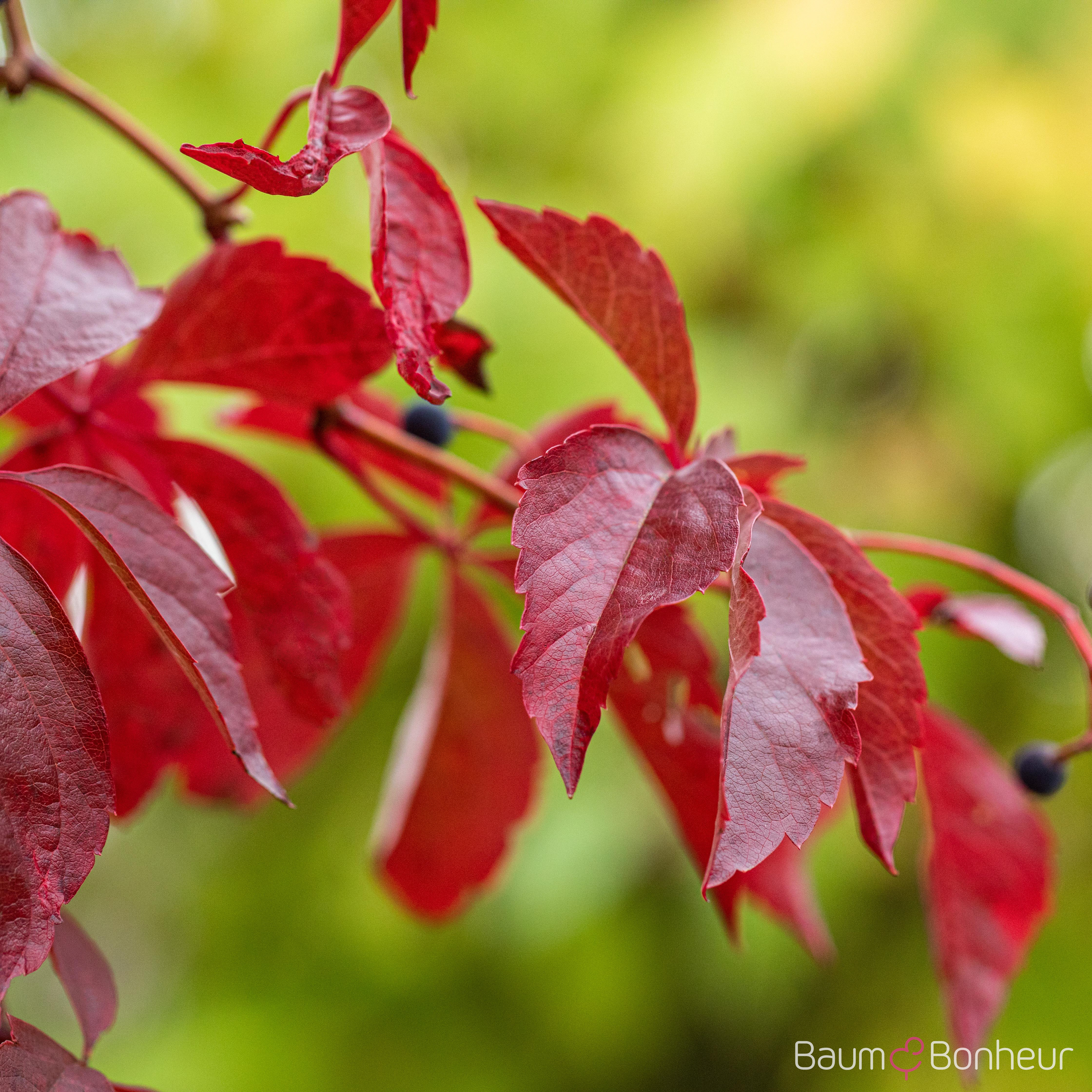 Parthenocissus quinquefolia