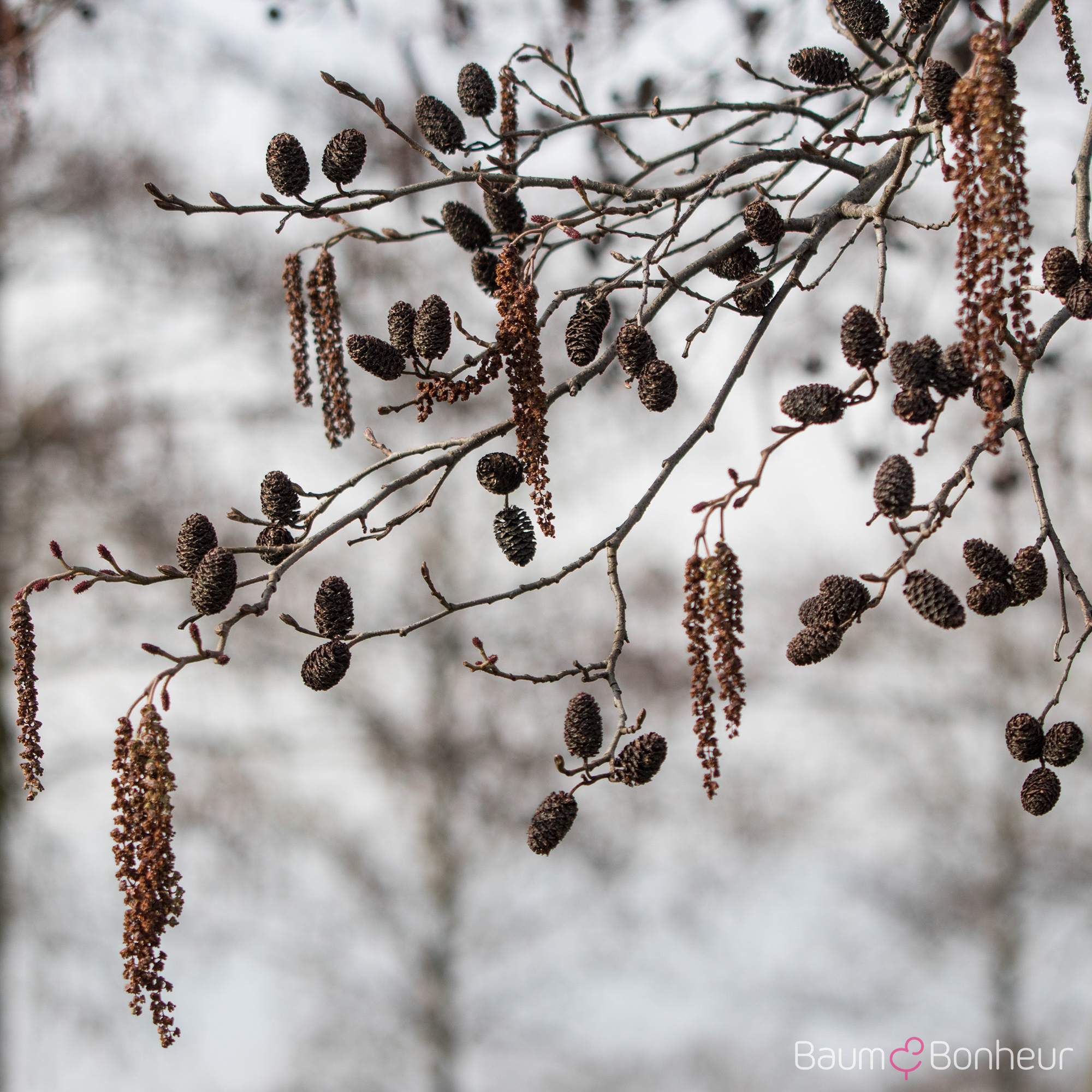 Alnus x spaethii