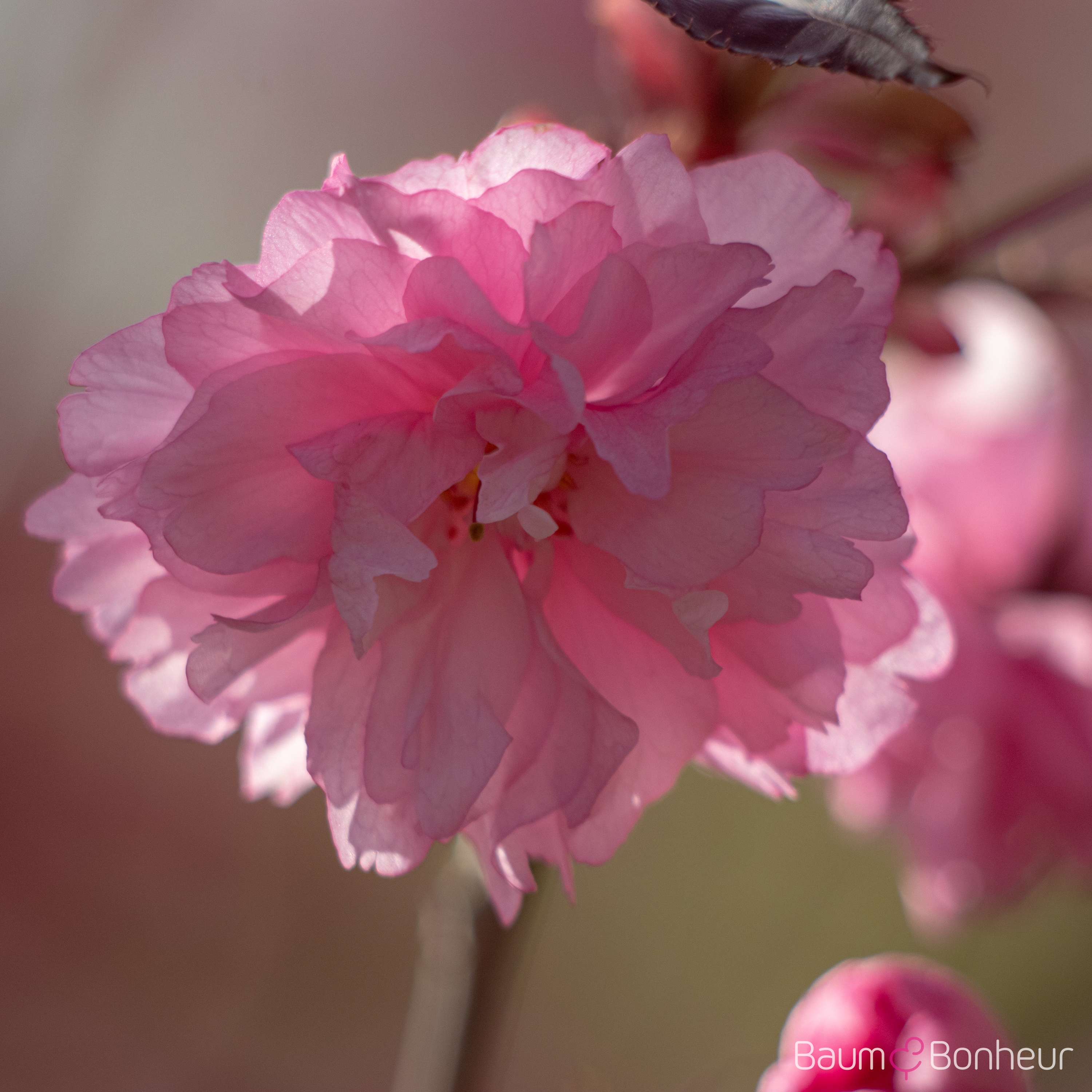 Prunus serrulata 'Royal Burgundy'