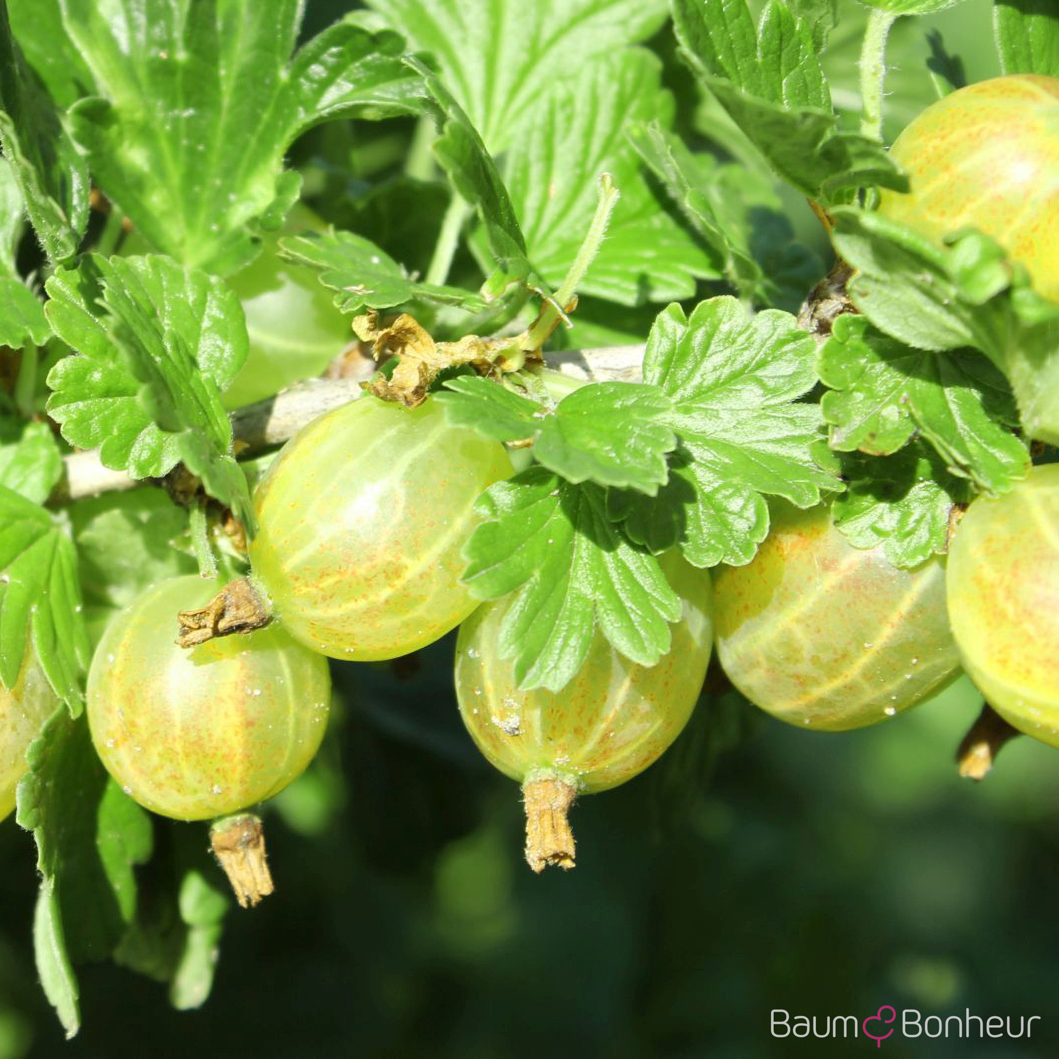 Ribes uva-crispa 'Hinnonmäki', gelb