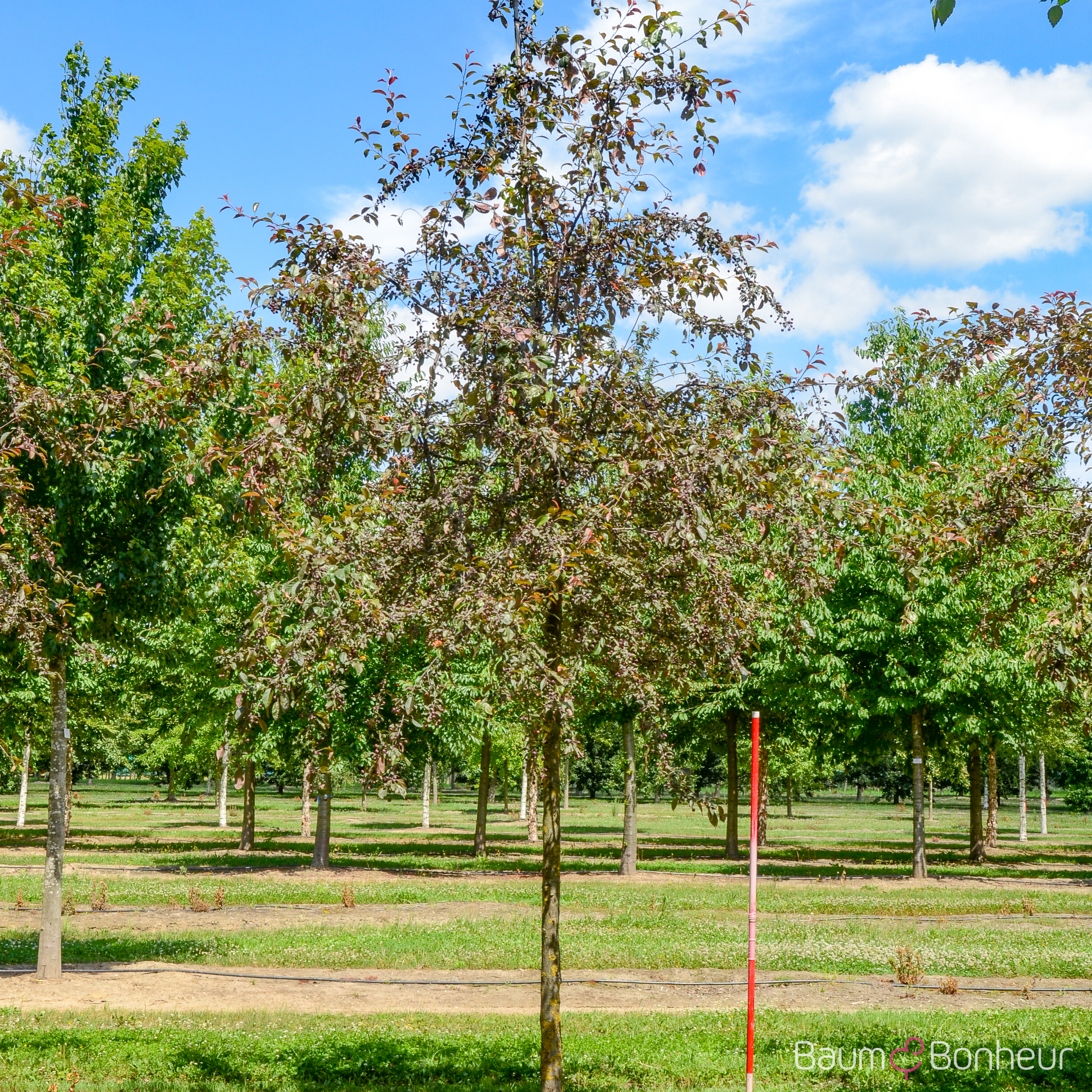 Malus 'Coccinella'