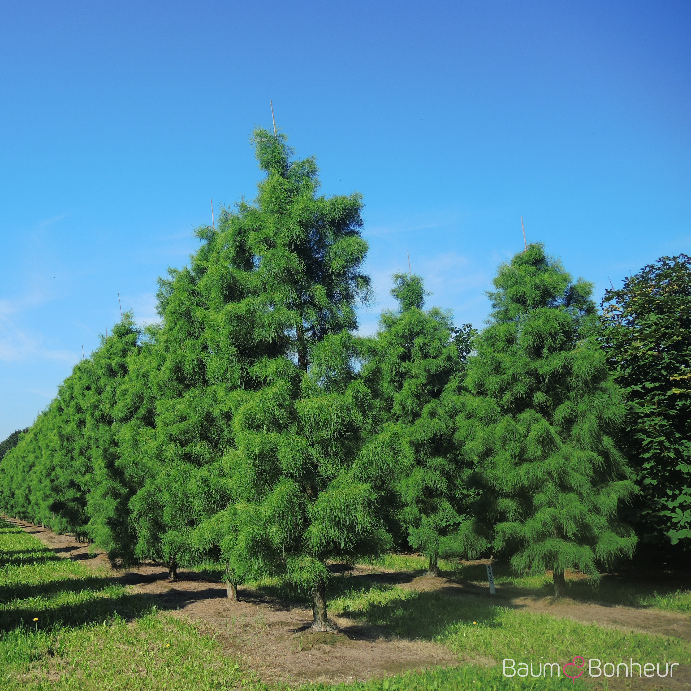 Taxodium distichum 'Nutans'