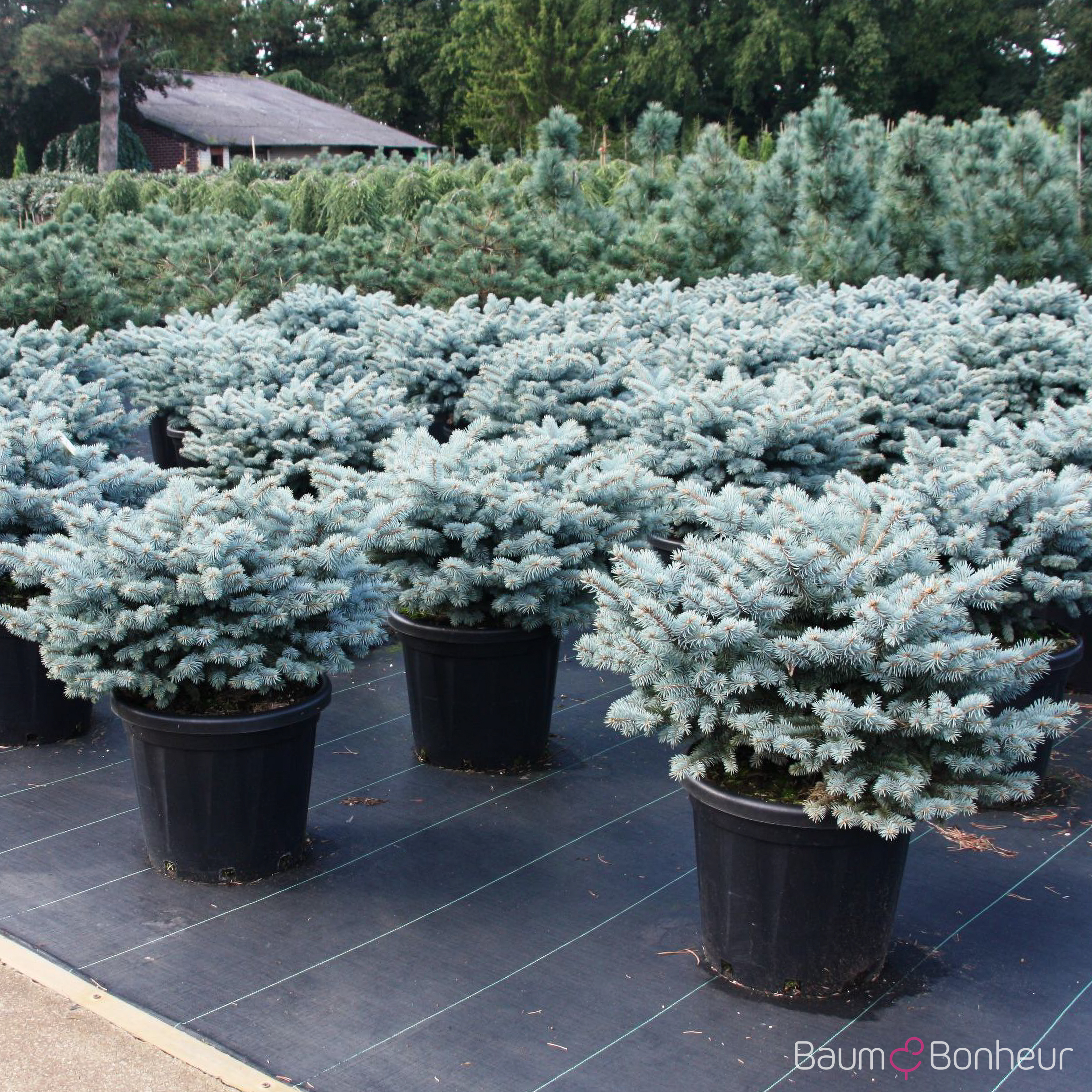 Picea pungens 'Glauca Globosa'