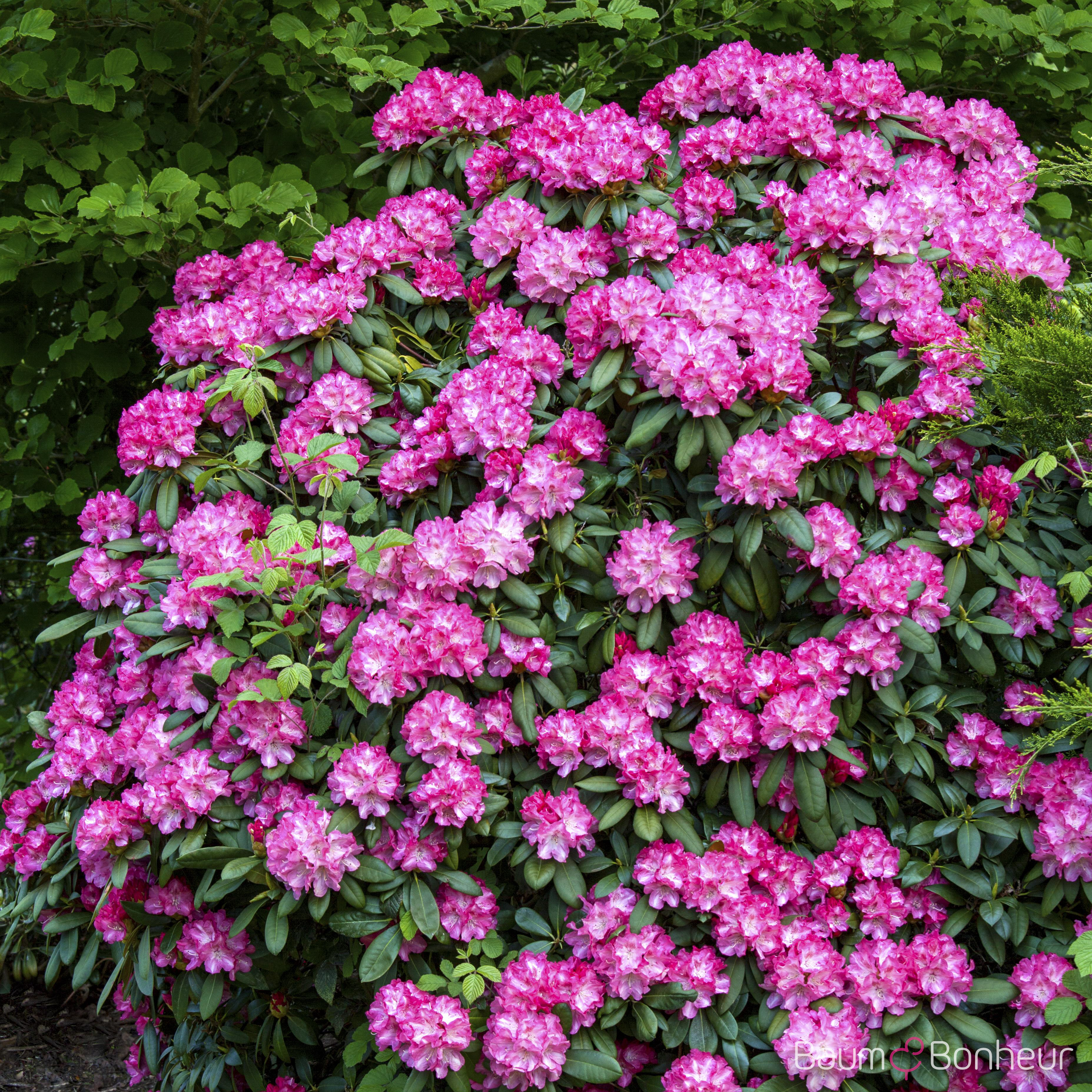 Rhododendron yakushimanum 'Anuschka'