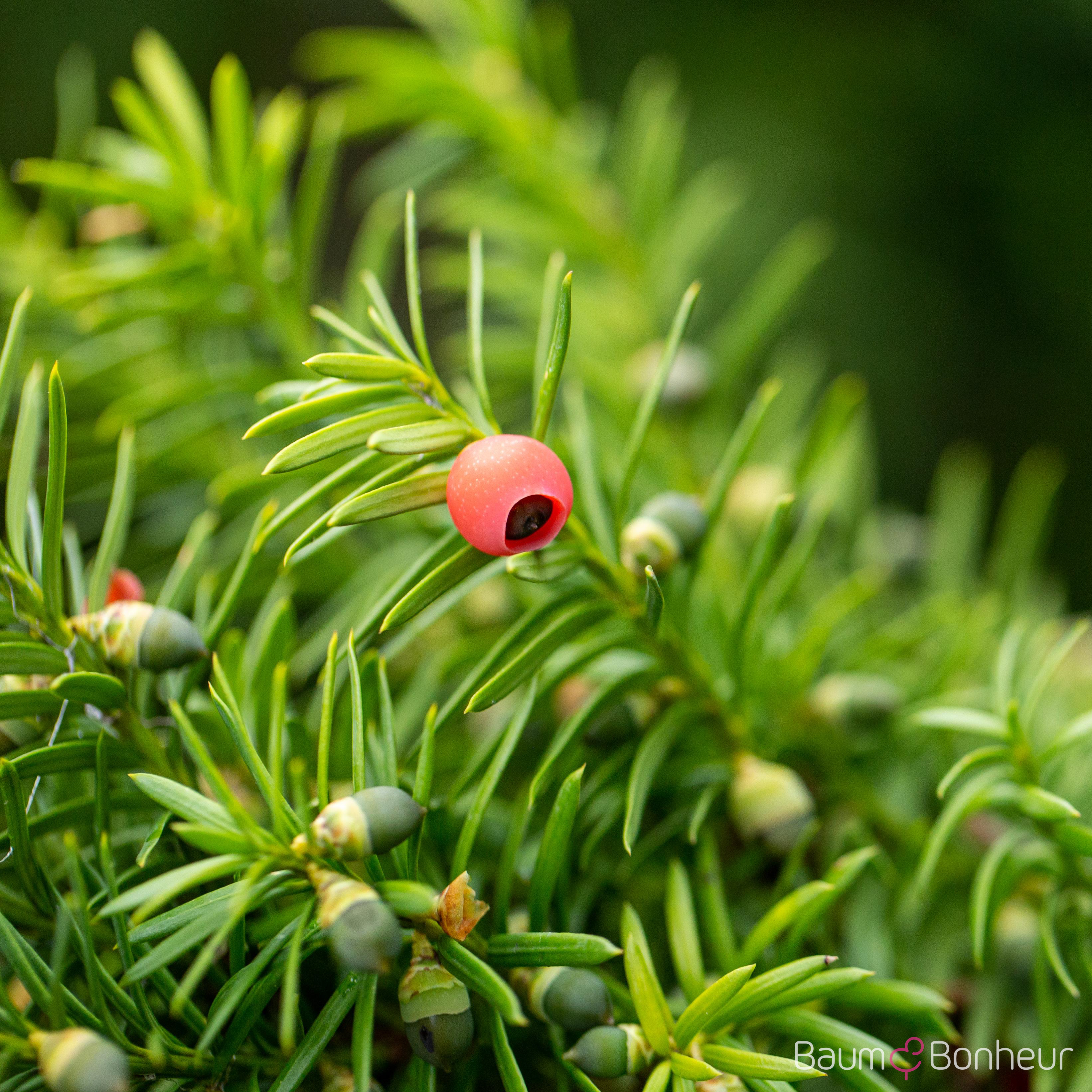 Taxus media 'Hicksii'