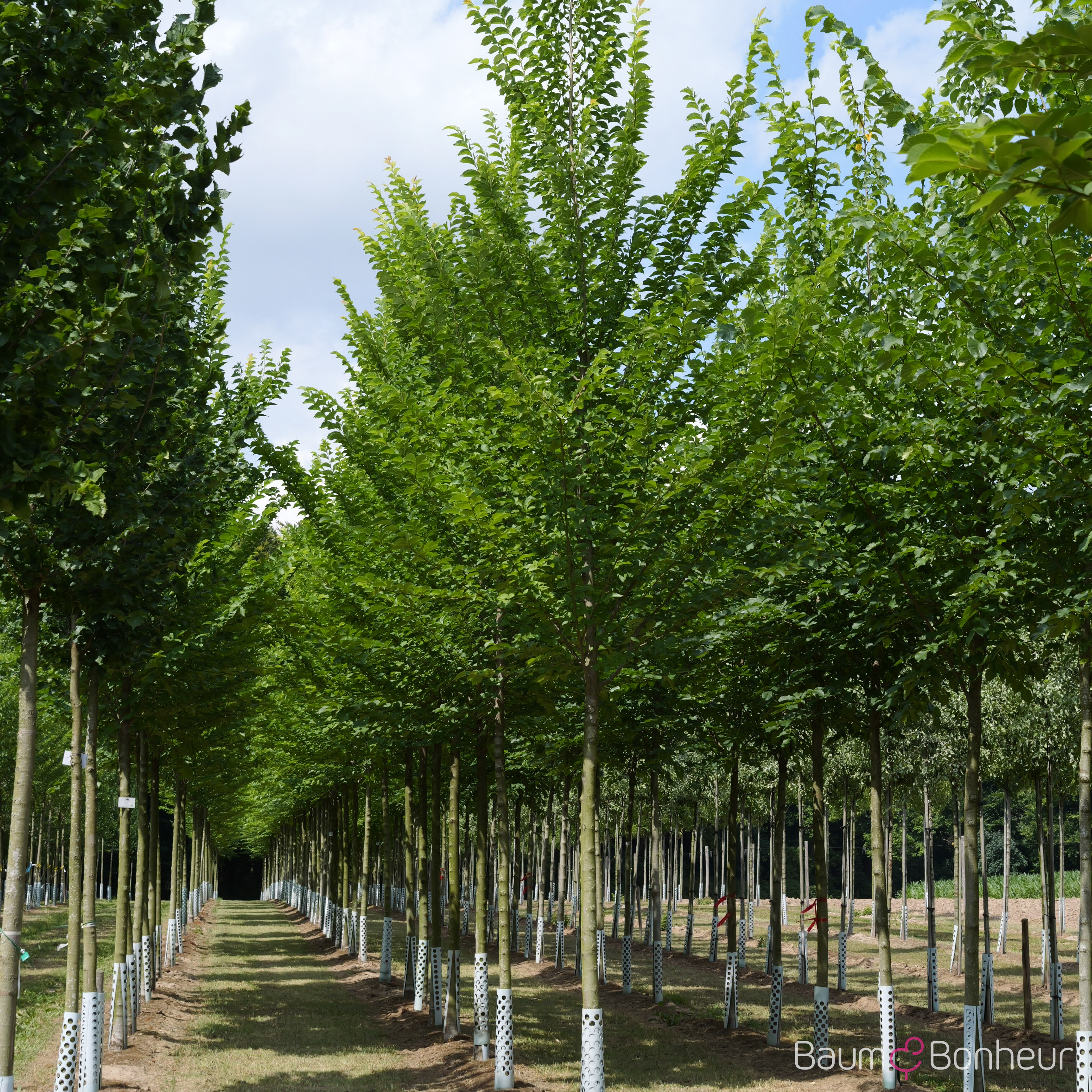 Ulmus hollandica 'Lobel'