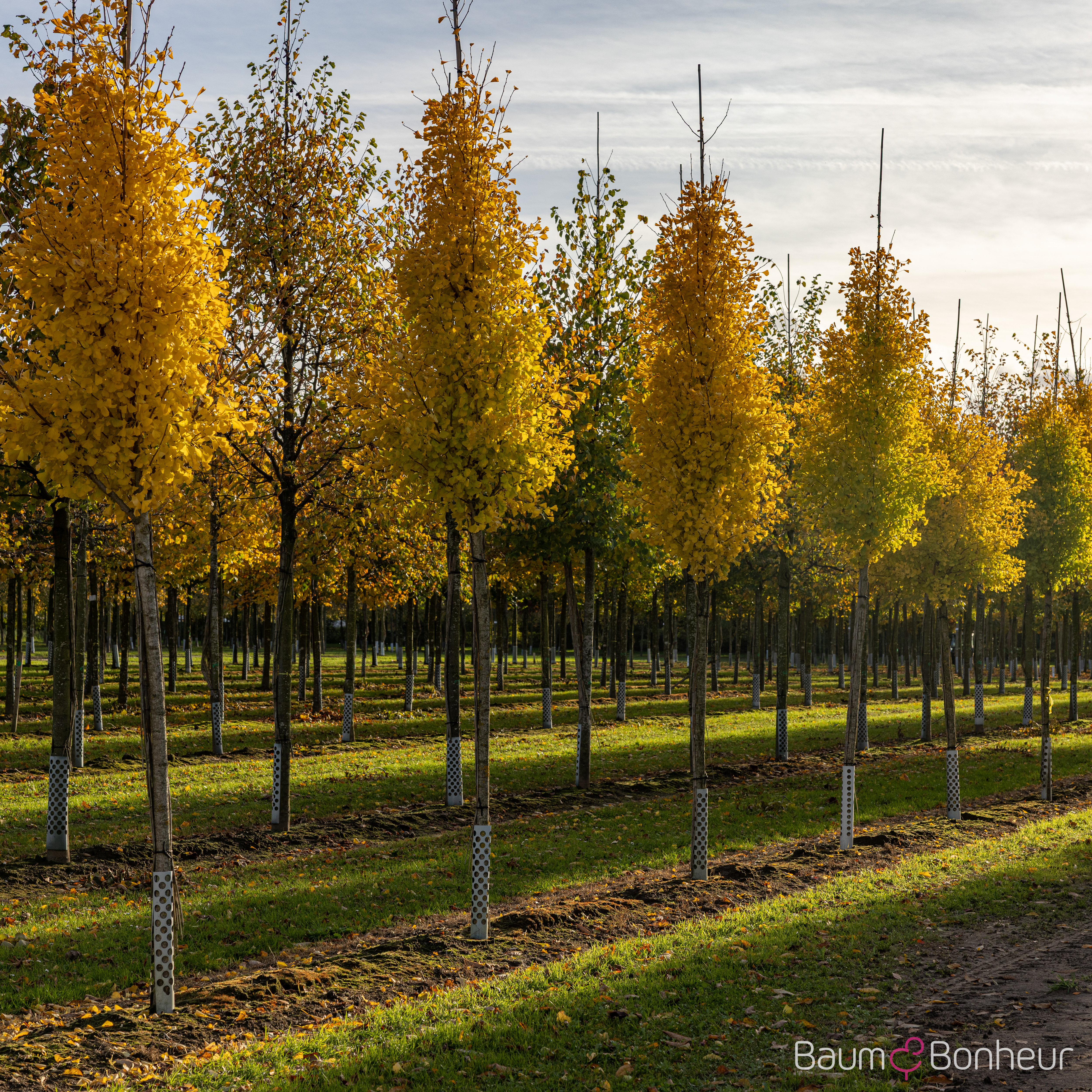 Ginkgo biloba 'Fastigiata Blagon'®