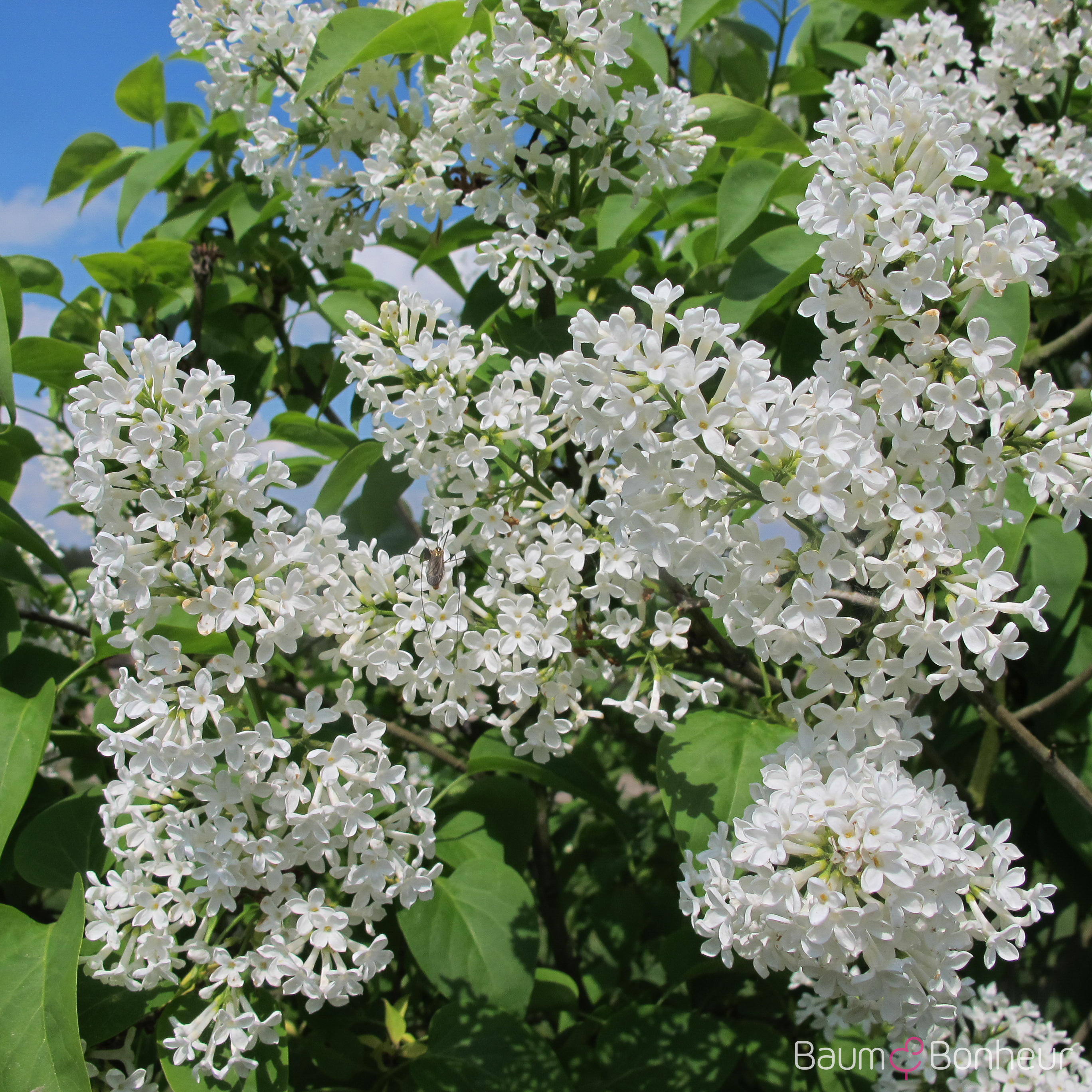 Syringa vulgaris 'Marie Legraye'