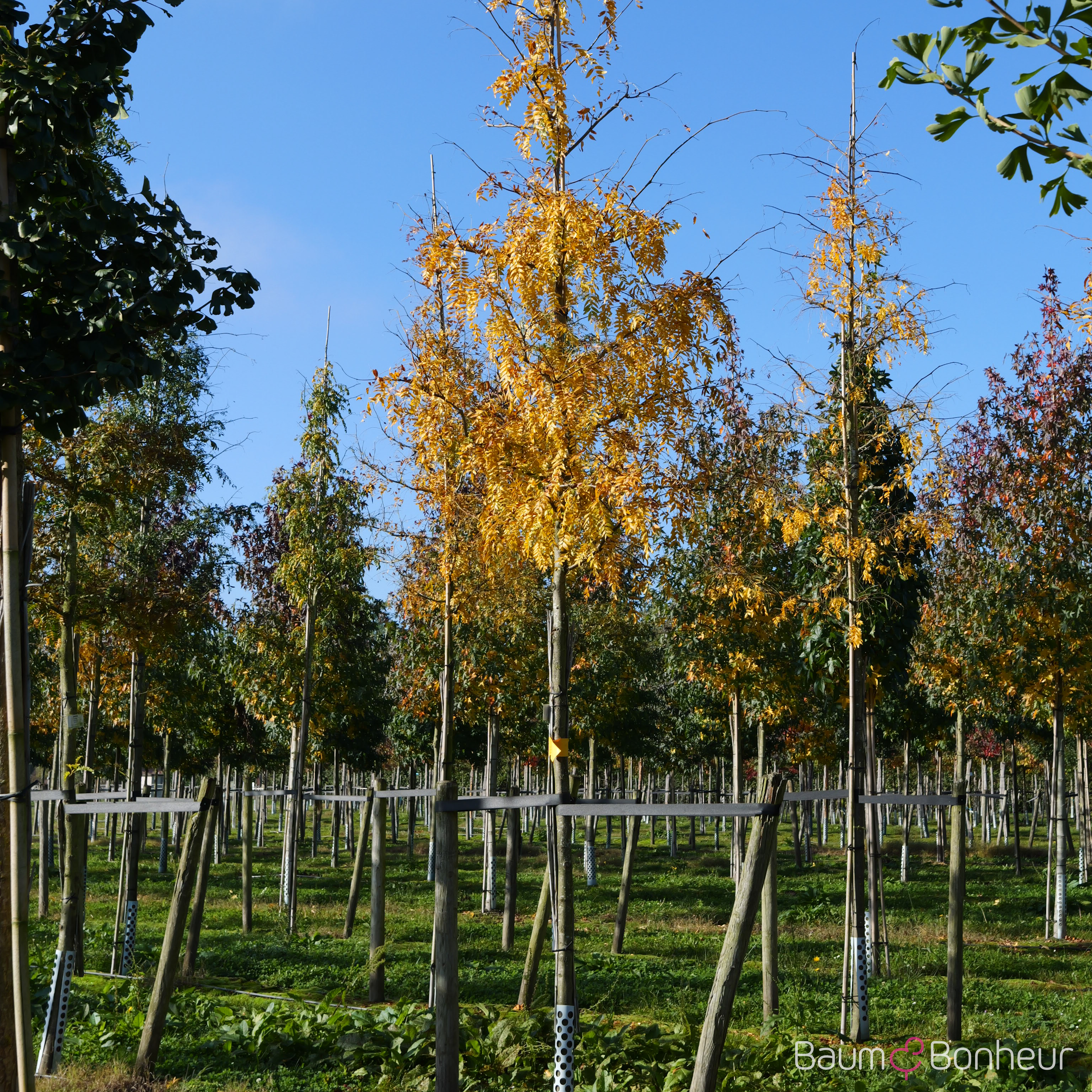 Gleditsia triacanthos 'Shademaster'