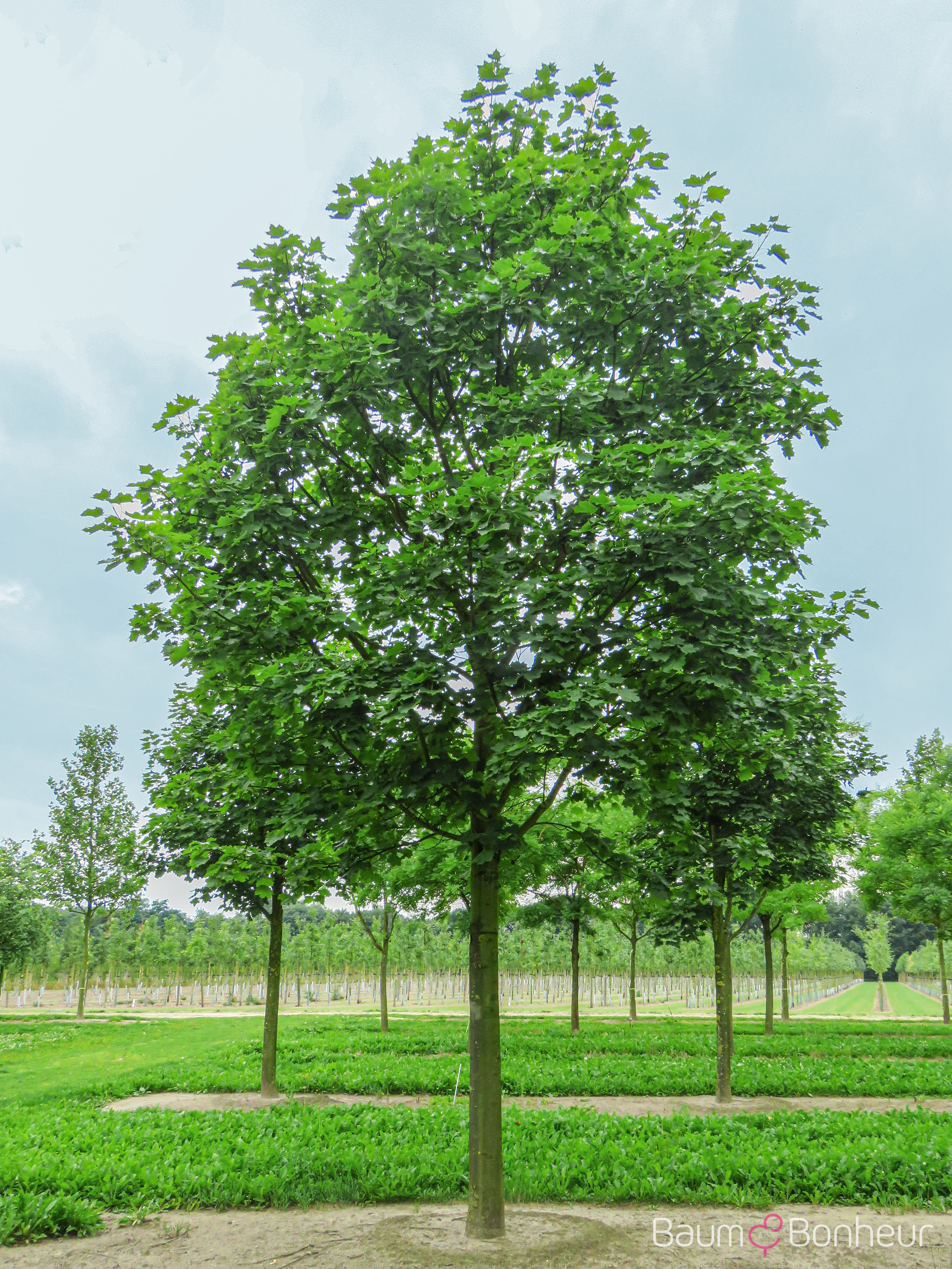 Acer platanoides 'Eurostar'®