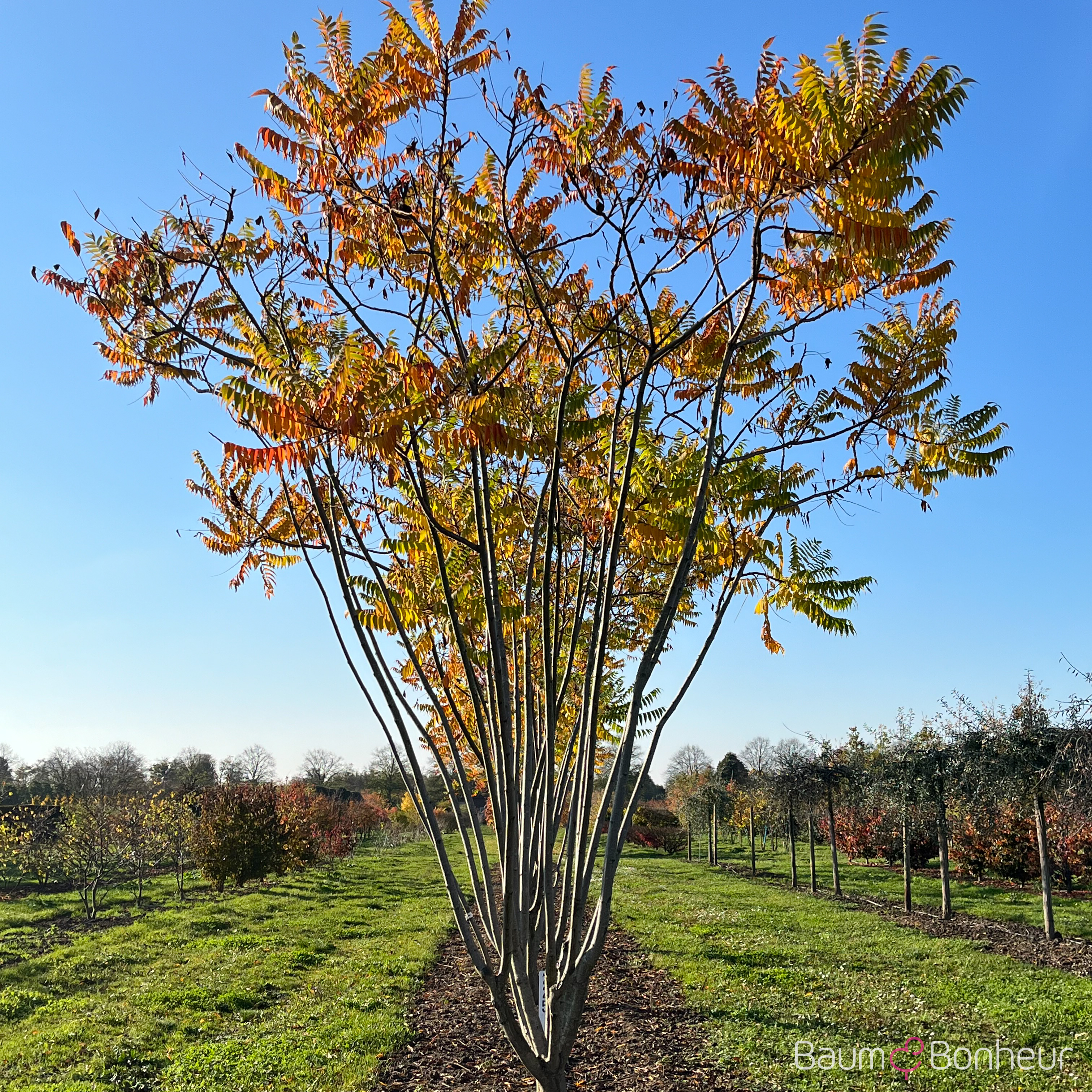 Rhus typhina