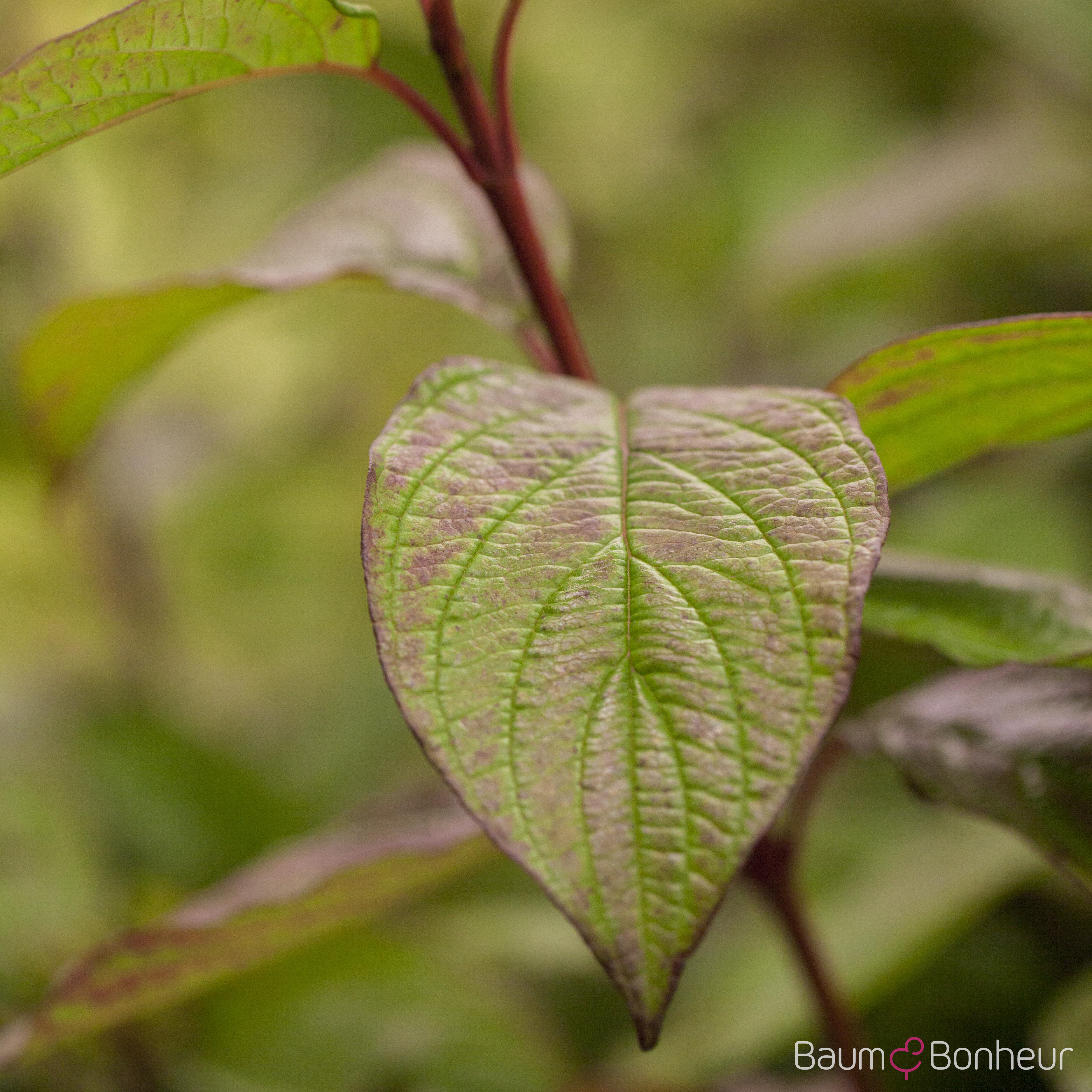 Cornus alba