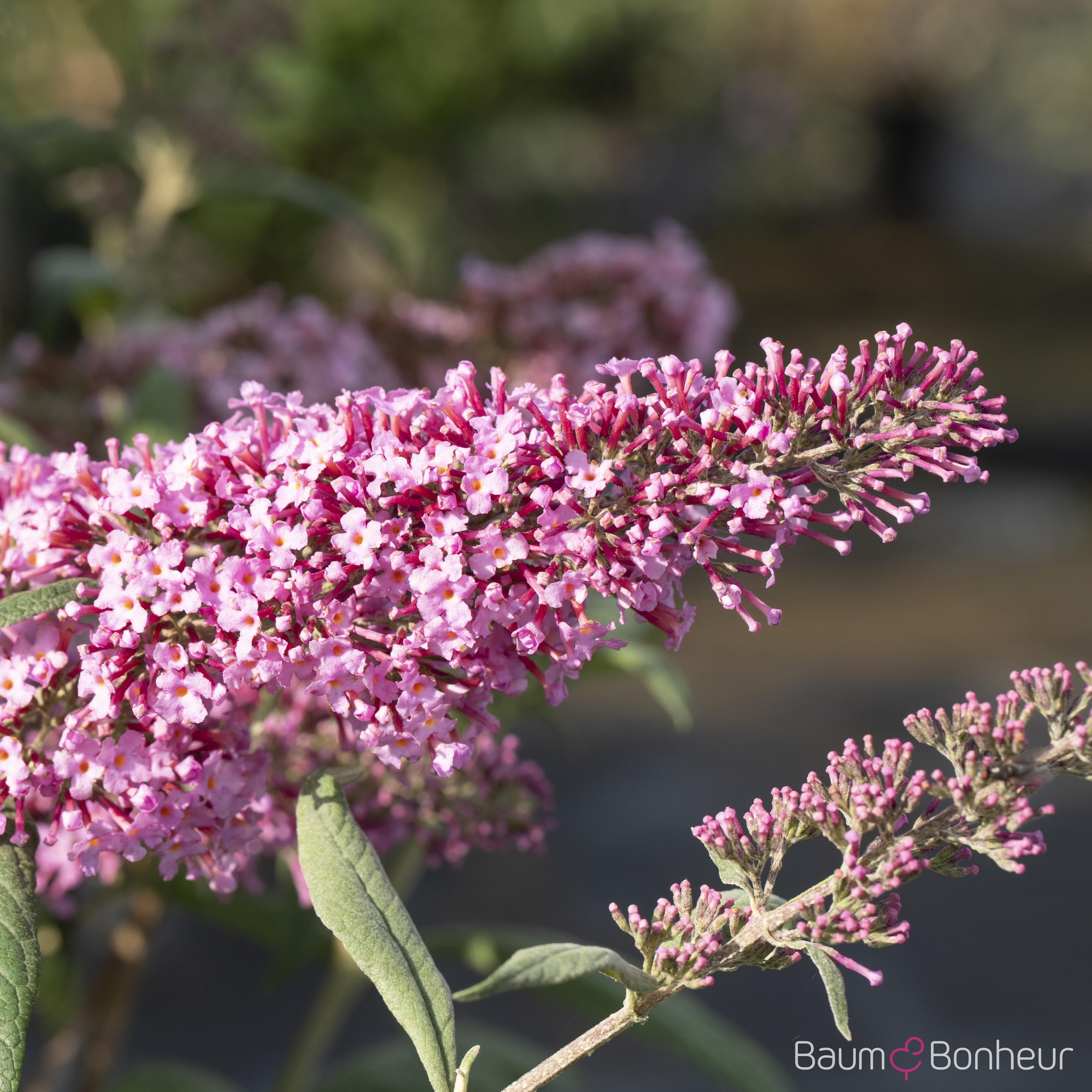 Buddleja davidii 'Pink Delight'