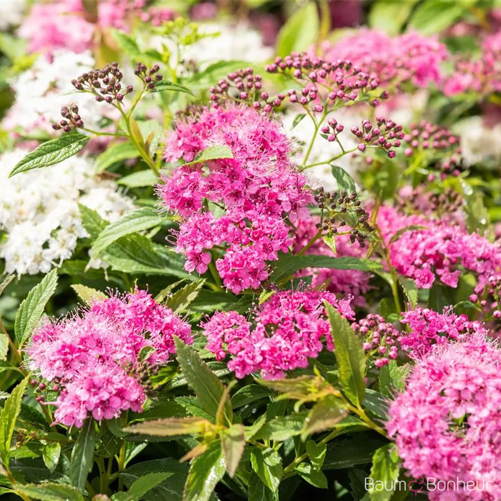 Spiraea japonica 'Little Princess'