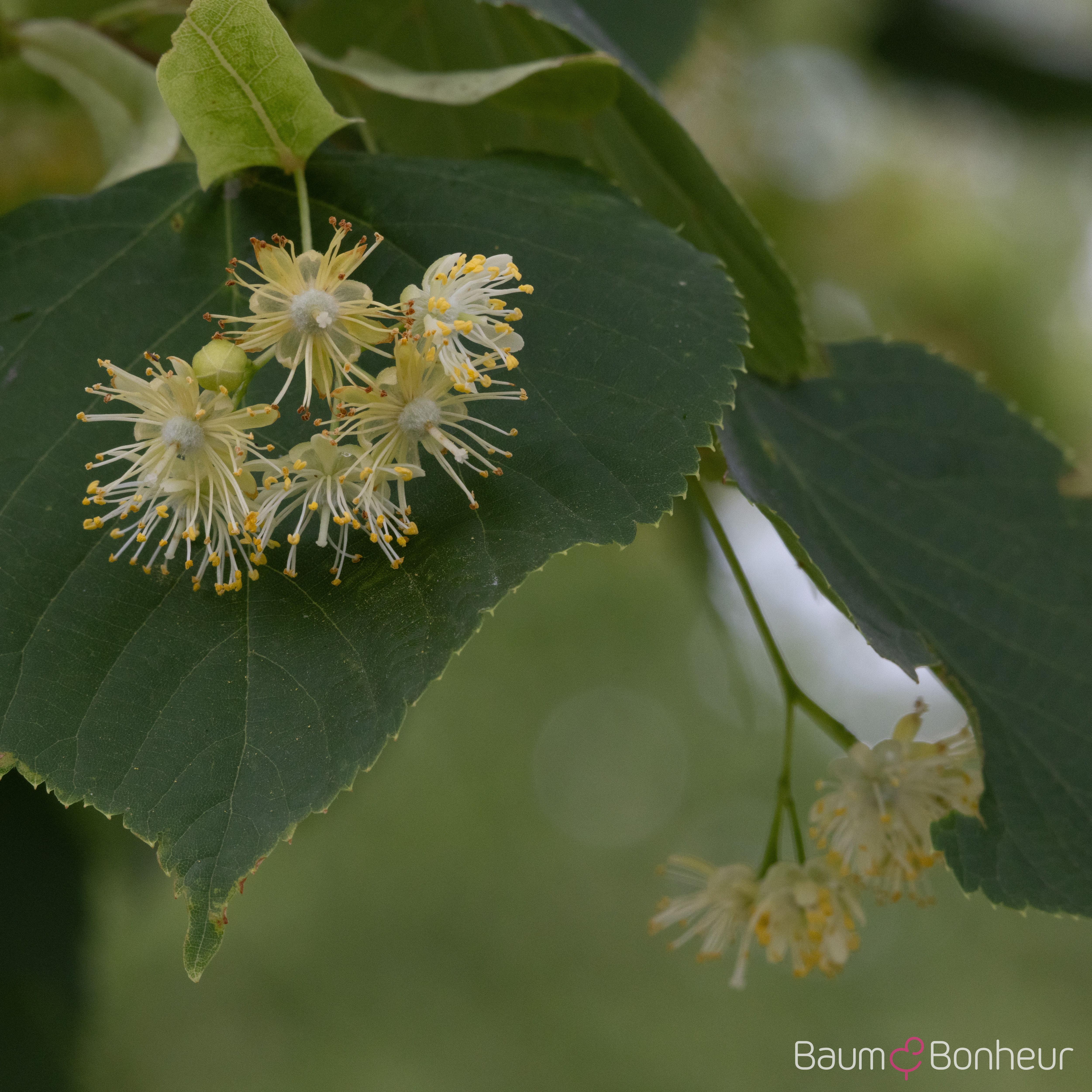 Tilia cordata 'Erecta'