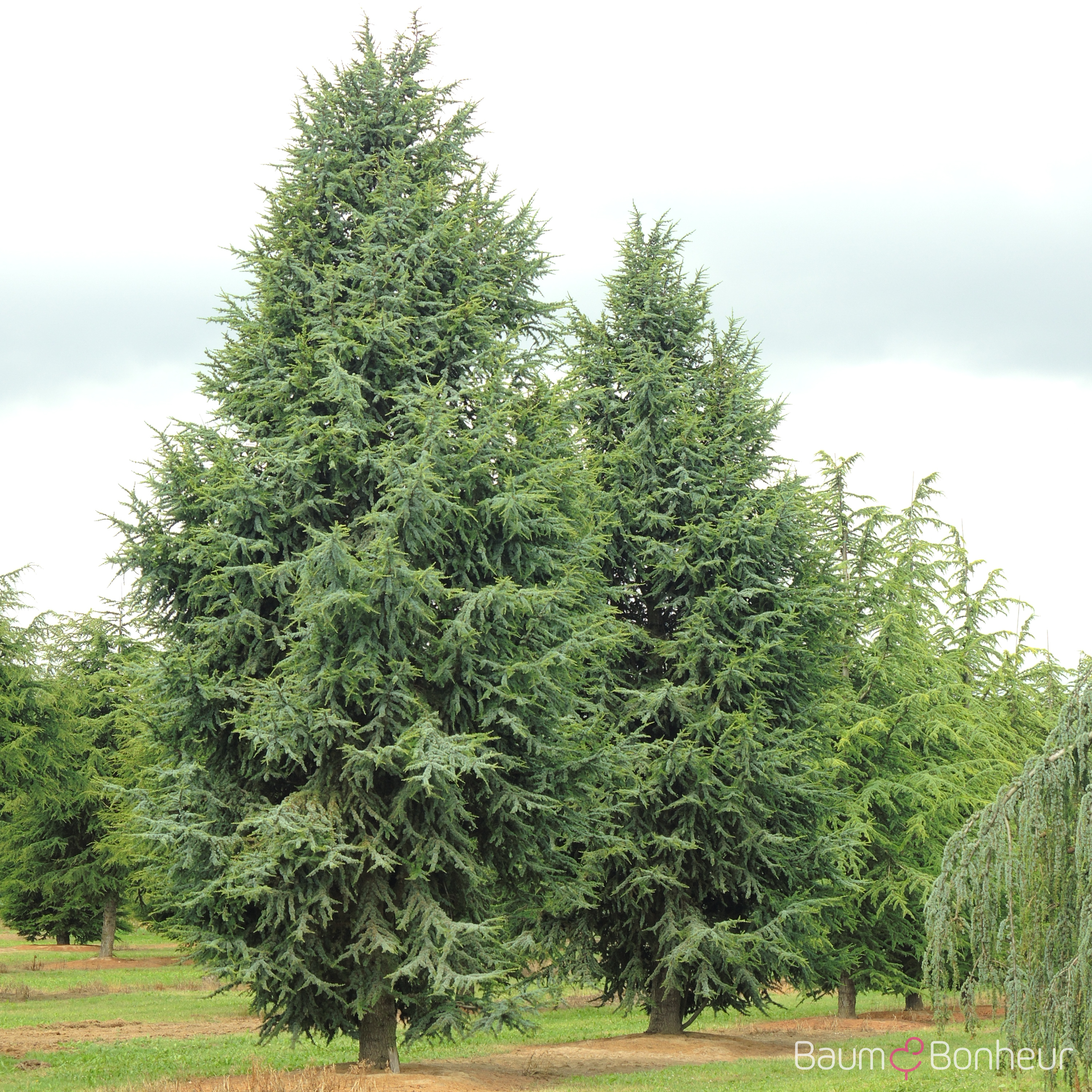Cedrus atlantica 'Fastigiata'