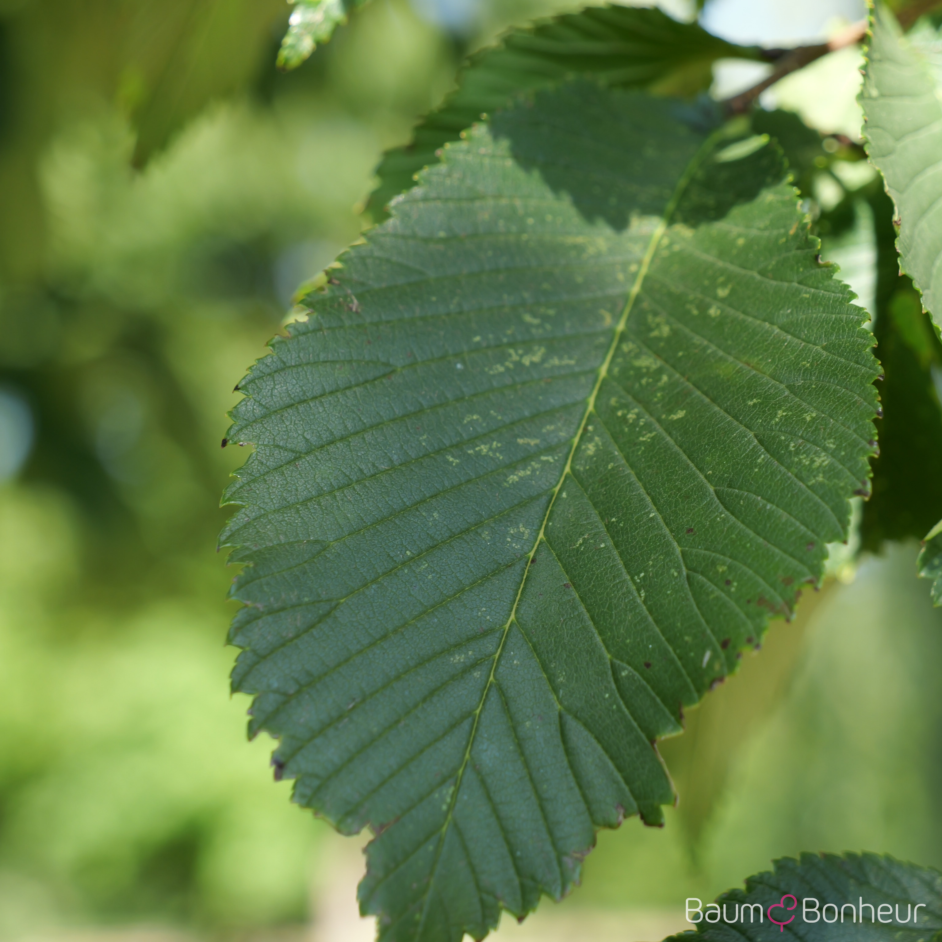 Ulmus glabra