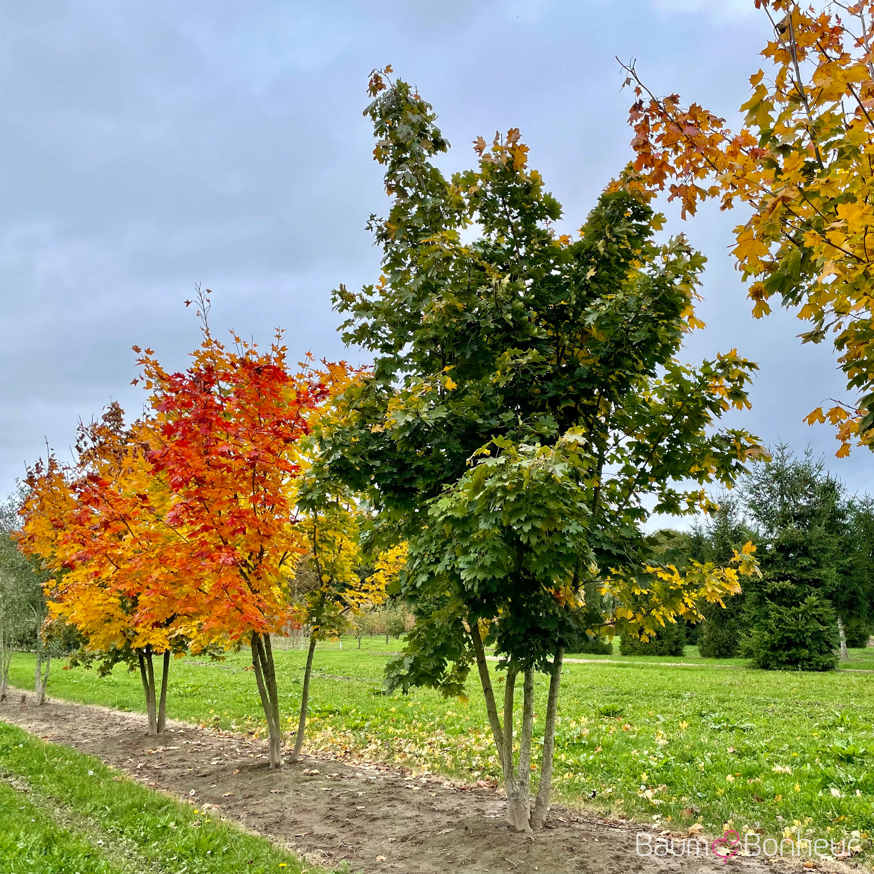 Acer platanoides