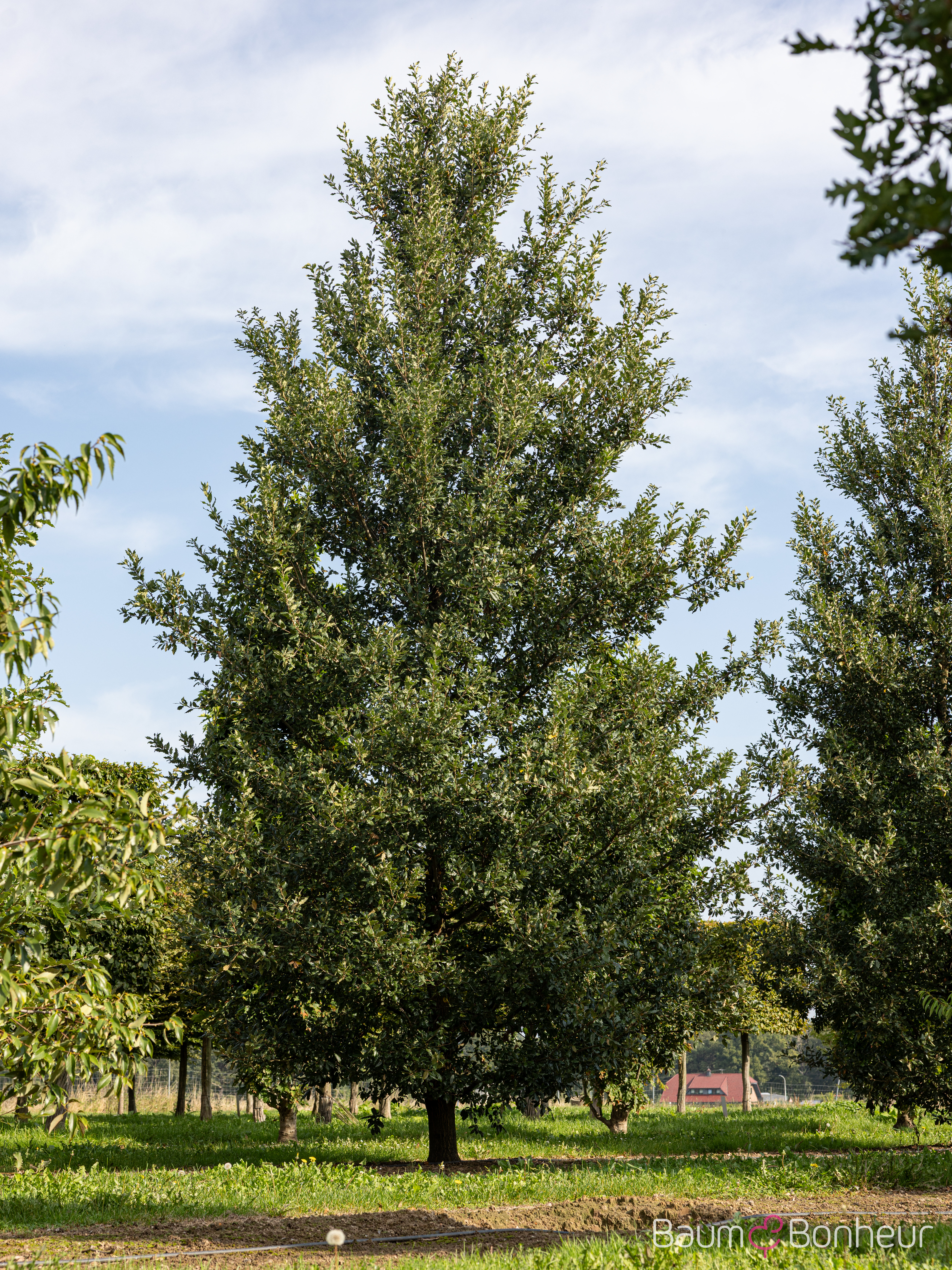 Quercus hispanica 'Wageningen'