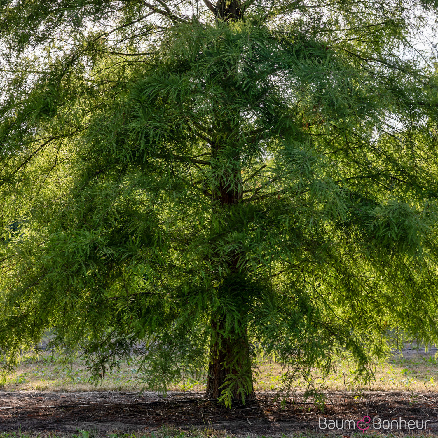 Taxodium distichum