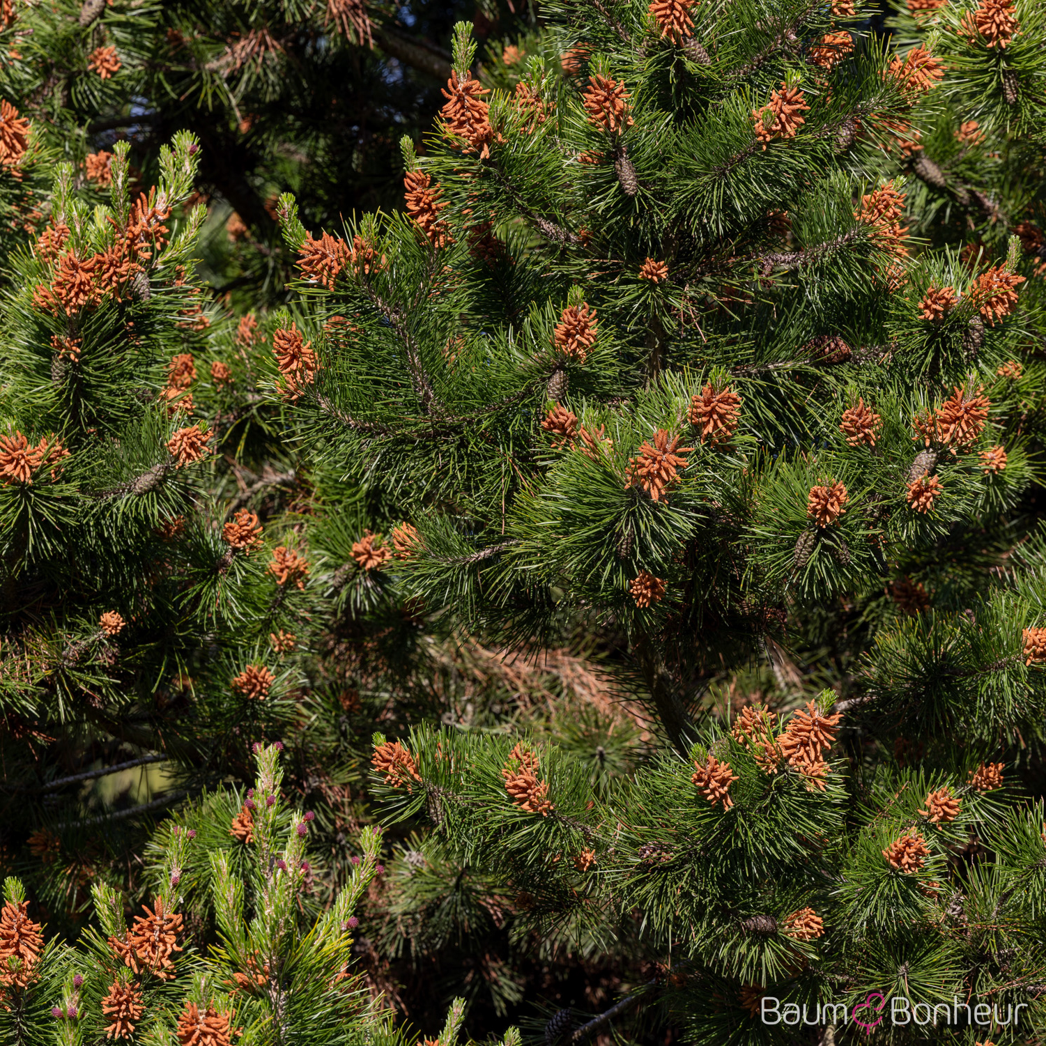 Pinus contorta
