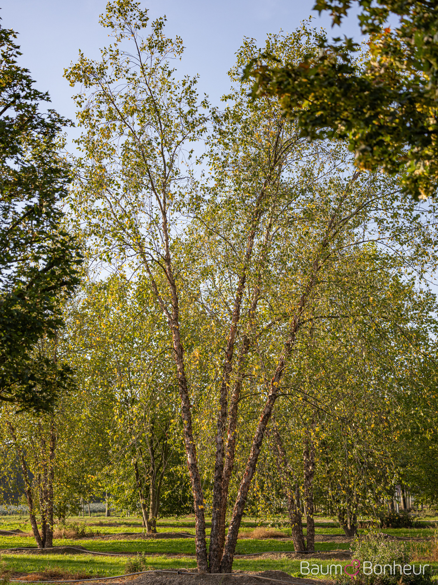 Betula nigra 'Heritage'