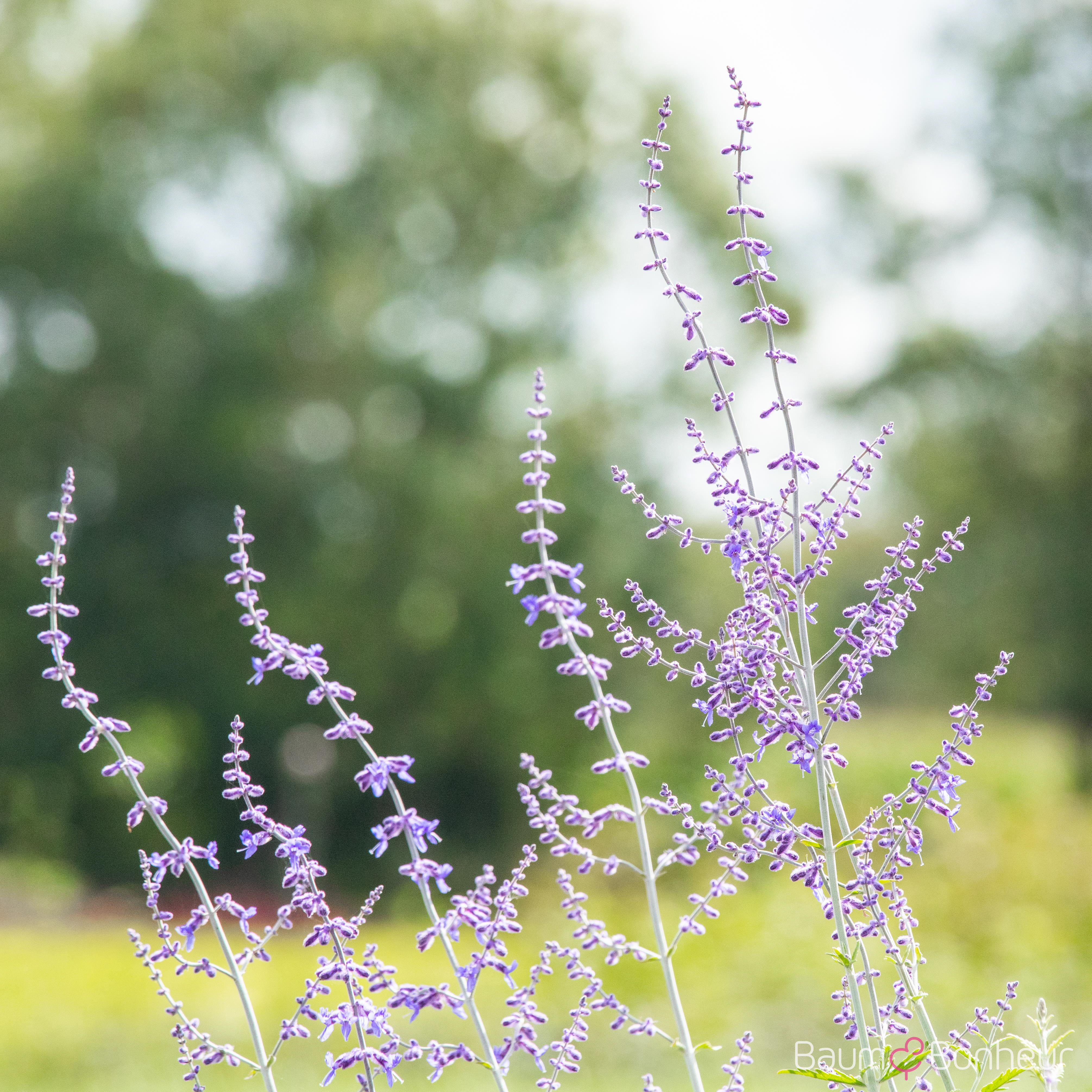 Perovskia atriplicifolia 'Blue Spire'