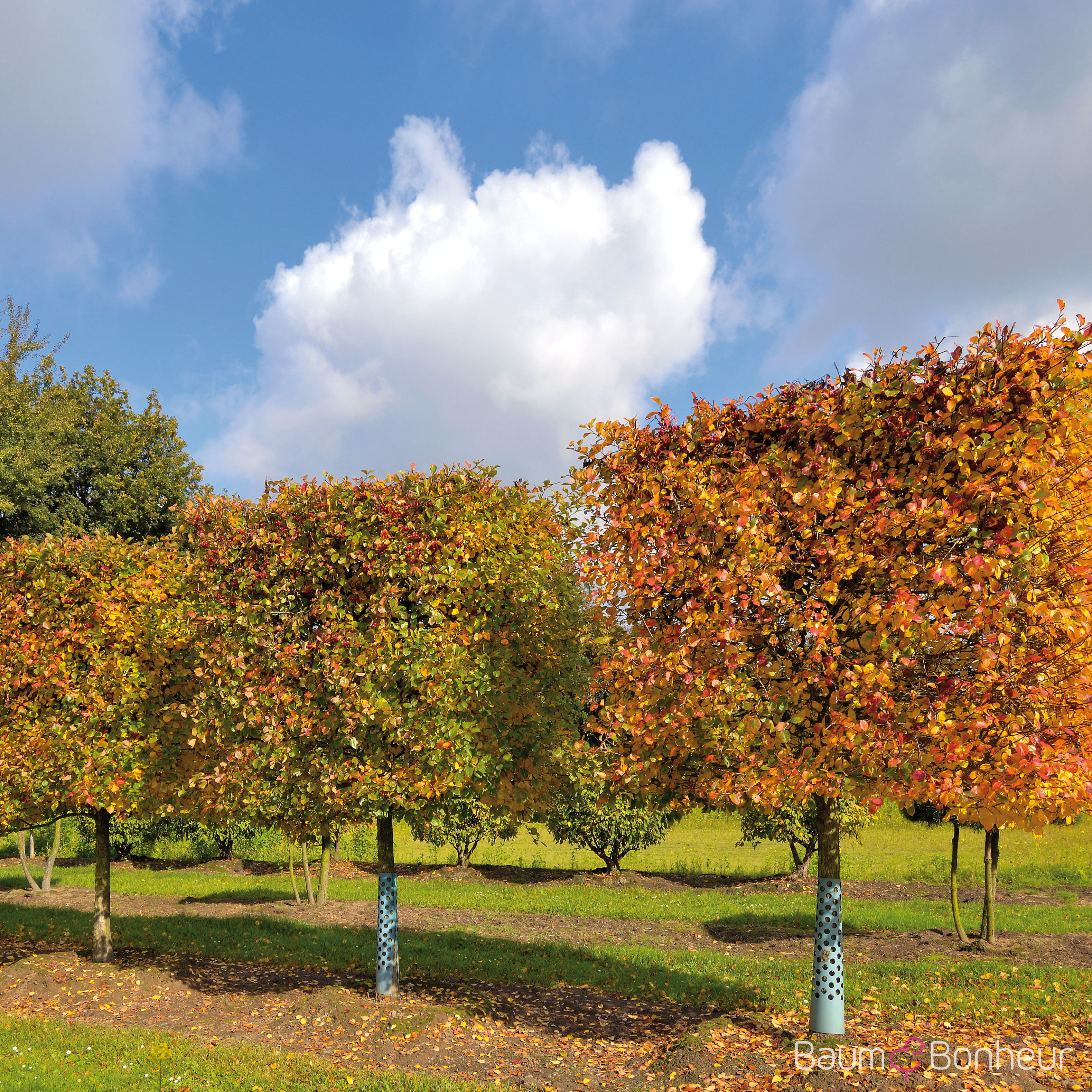Crataegus persimilis 'Splendens'