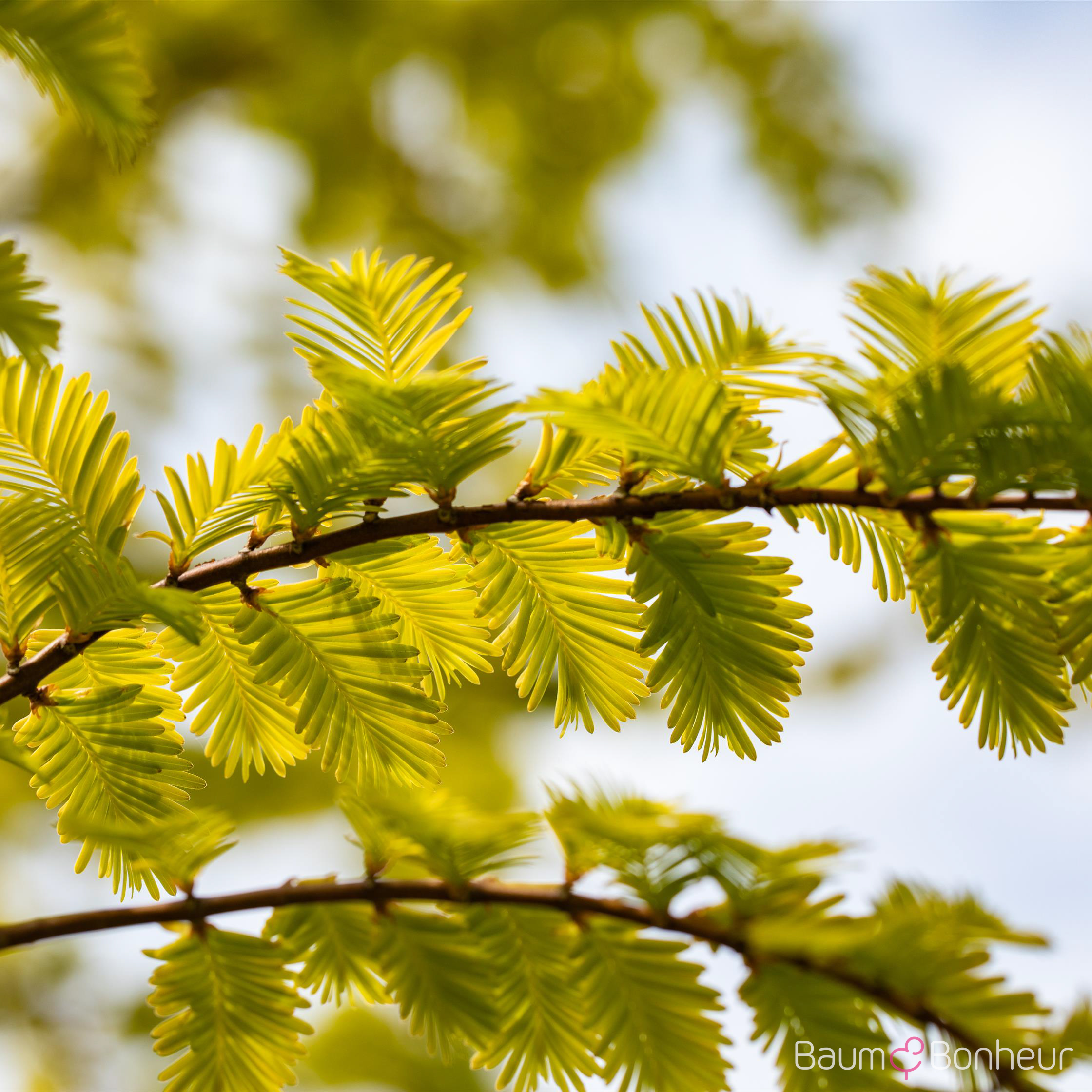Metasequoia glyptostroboides 'Gold Rush'