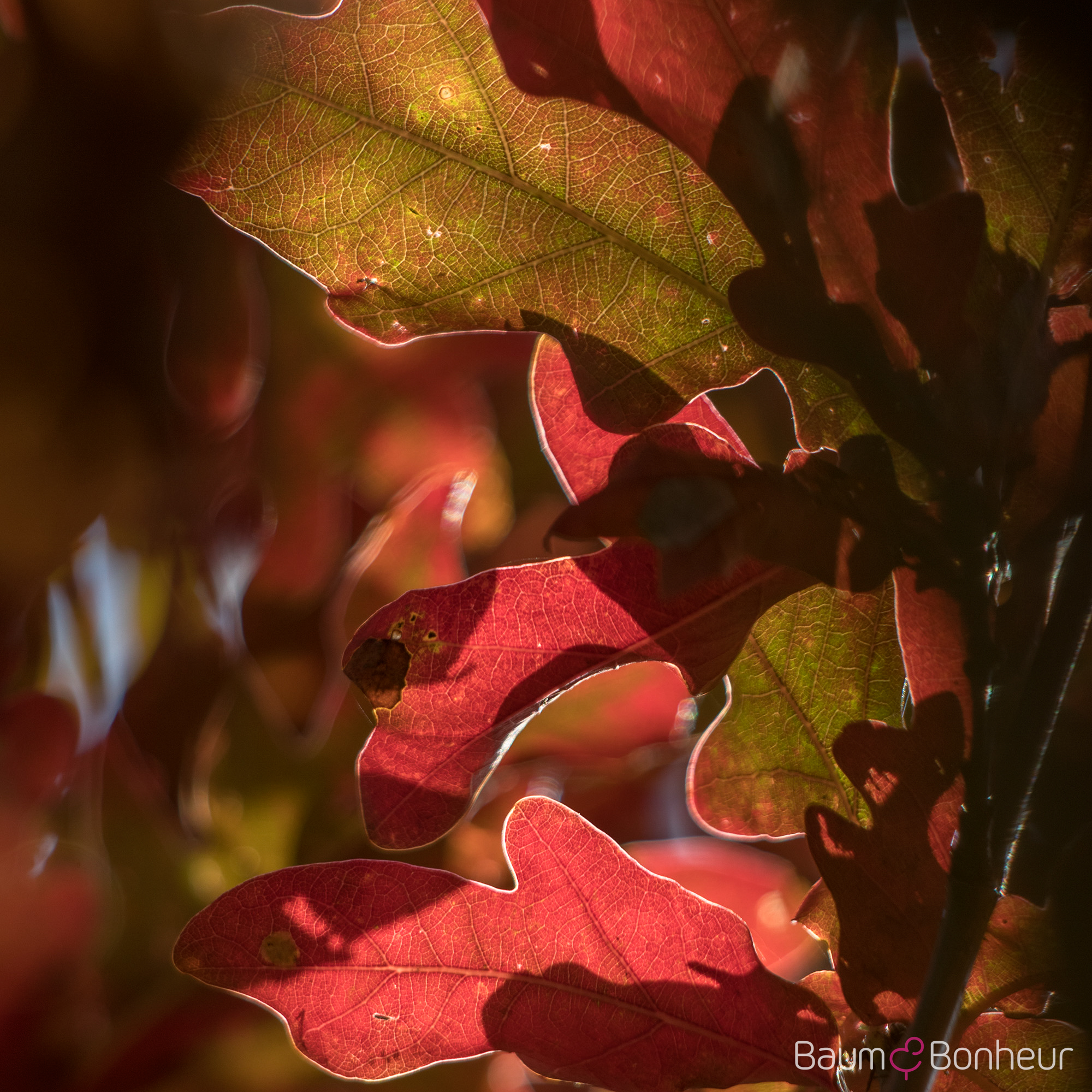 Quercus bicolor 'Crimson Spire'