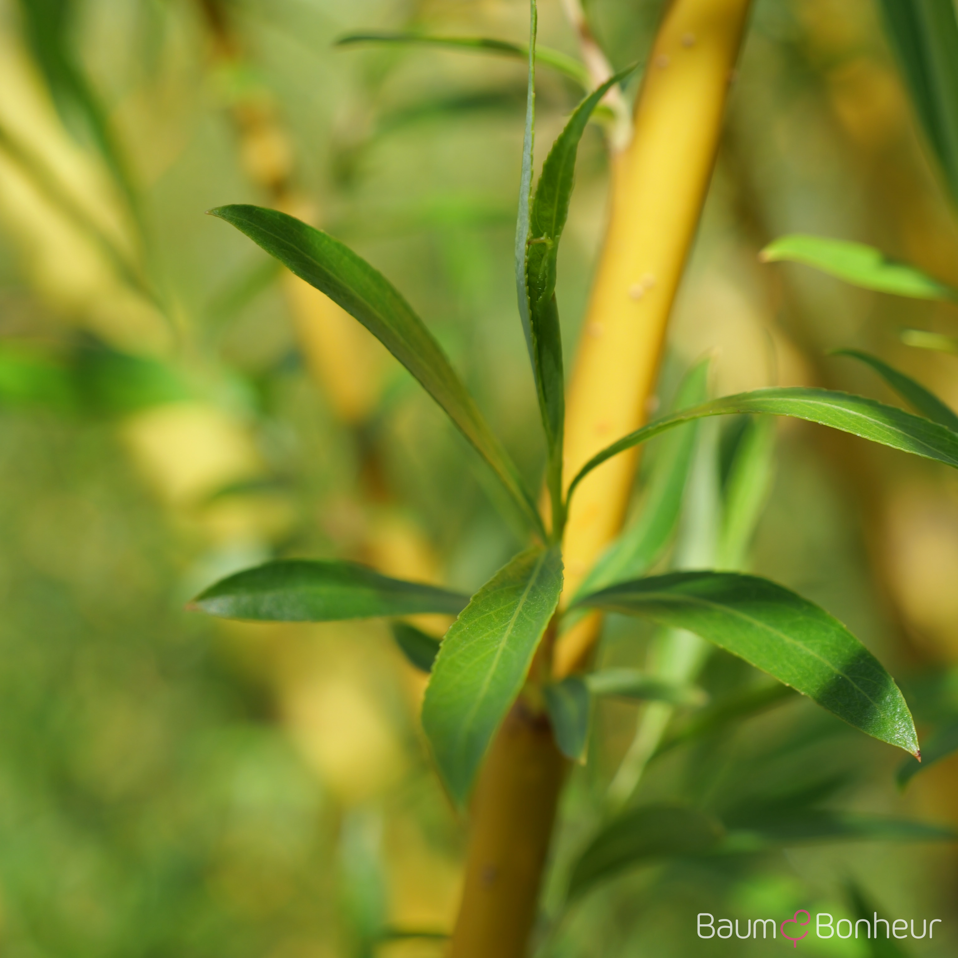 Salix alba 'Tristis'